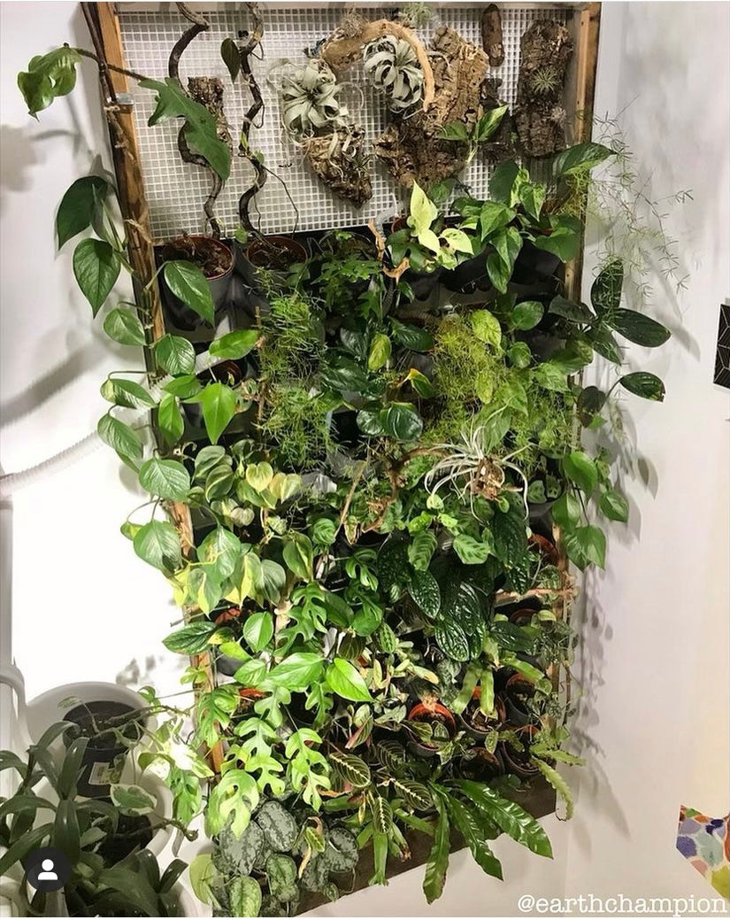 Bring Nature Inside Your Home with an Indoor Plant Wall Happy Houseplants