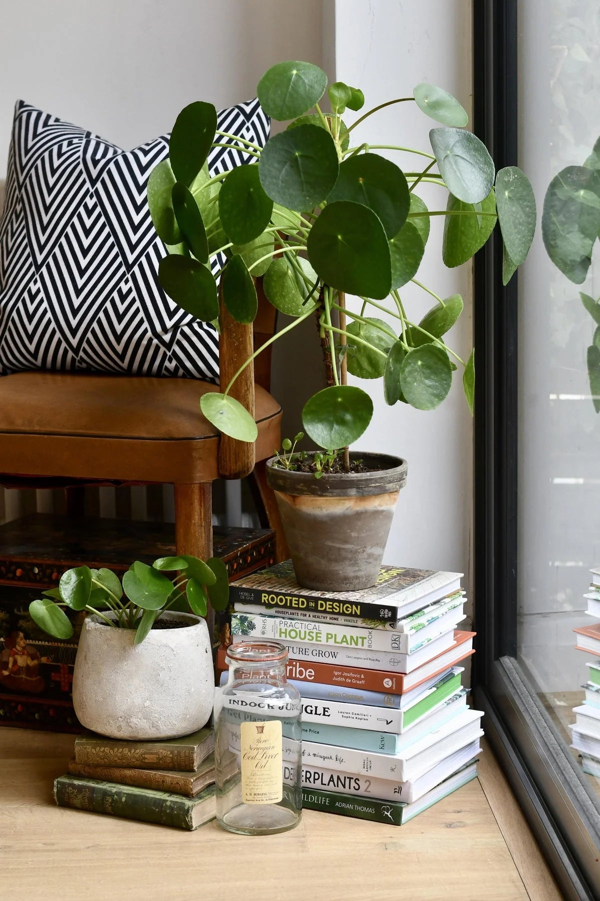 Pilea Peperomioides: The Enigmatic Houseplant That Has the World Talki   Happy Houseplants