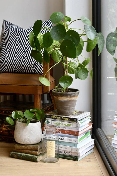 Pilea Peperomioides: The Enigmatic Houseplant That Has the World Talking