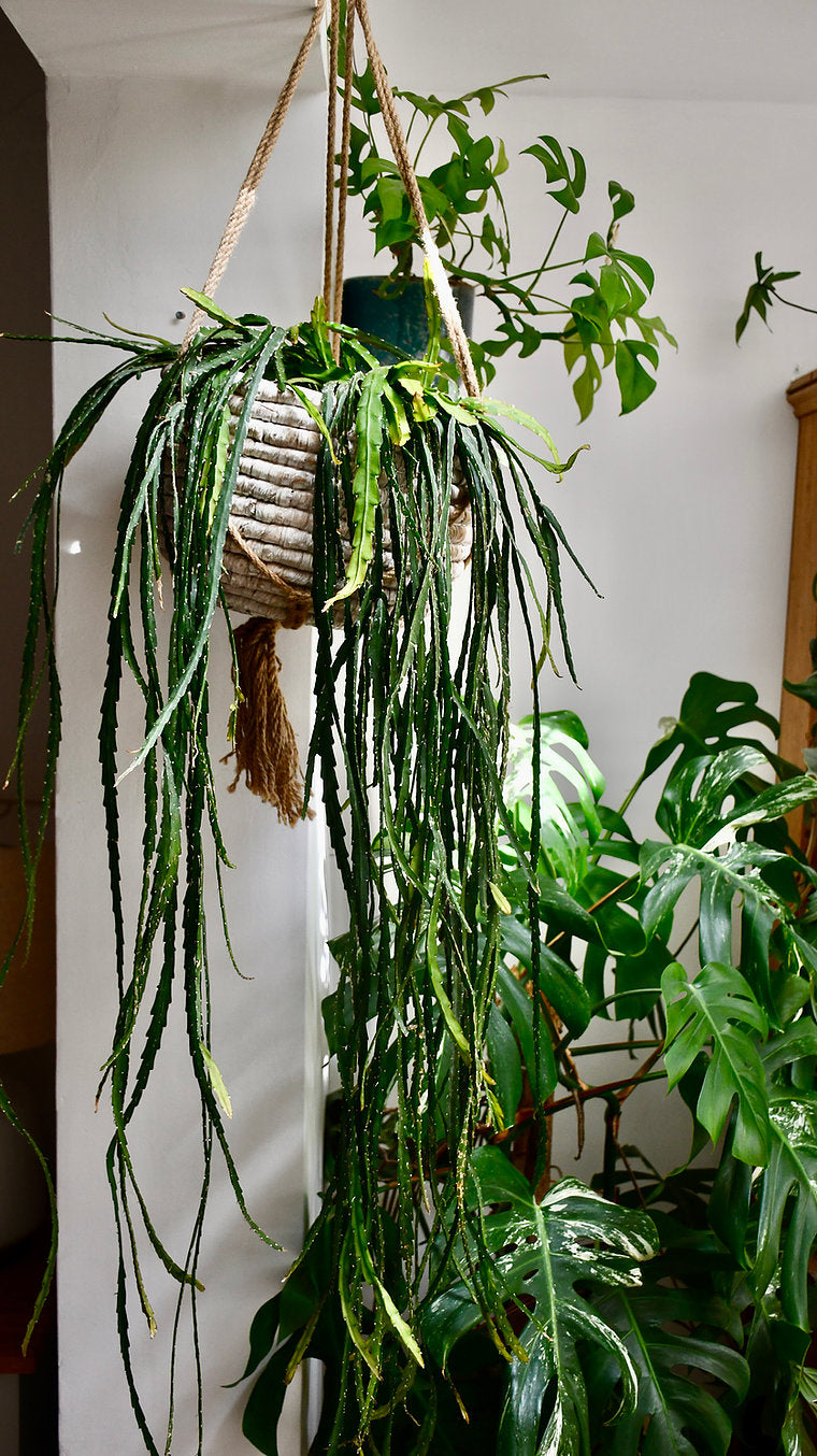 image.title Hangings Plant
