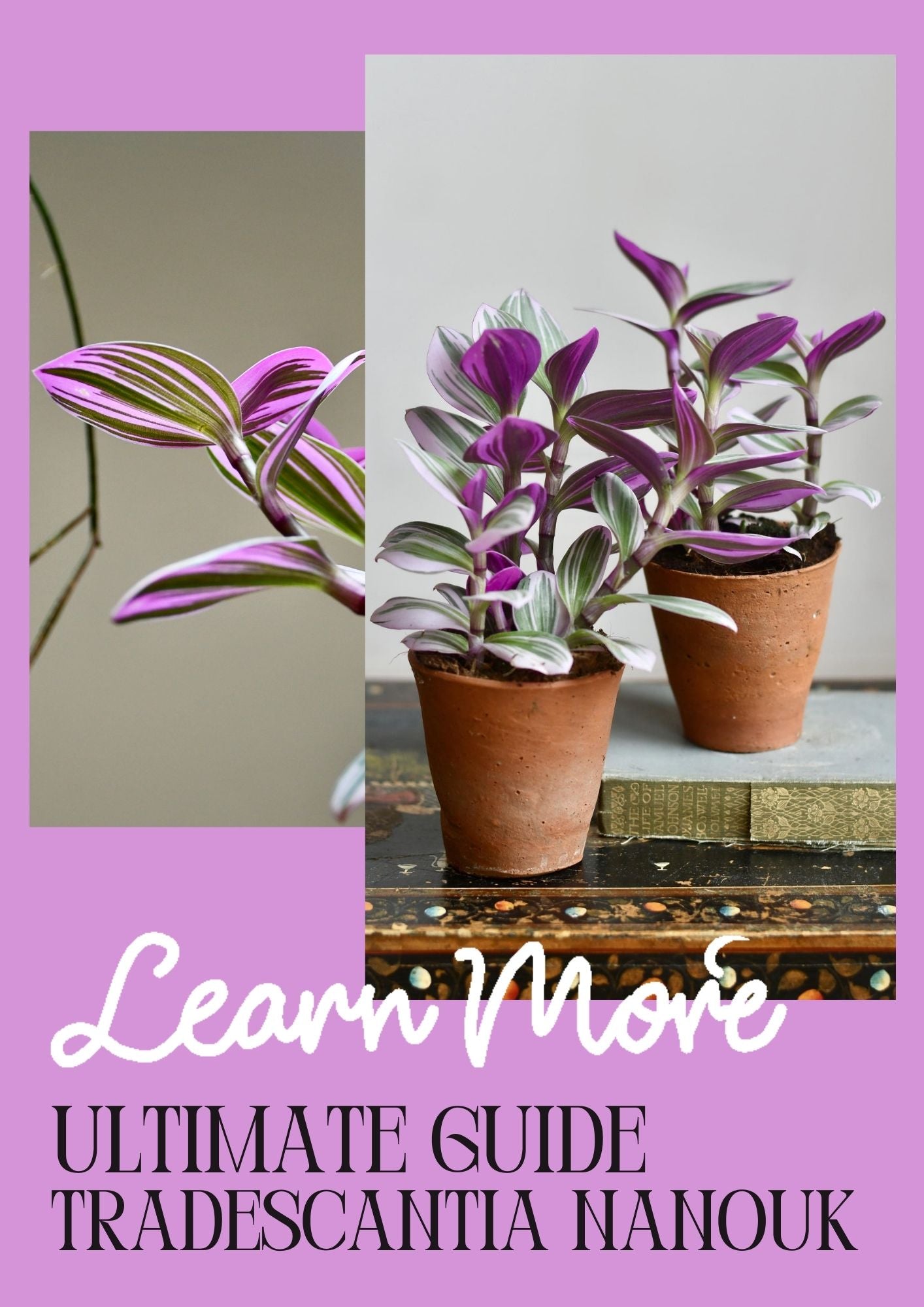 pink tradescantia indoor plant Buy Tradescantia Nanouk