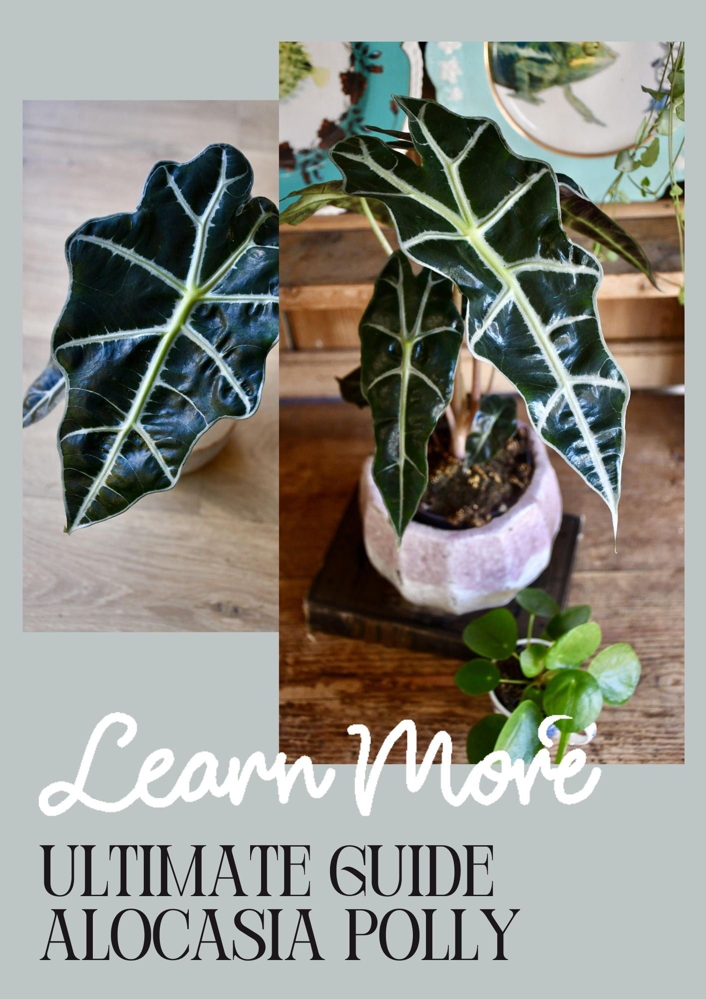 Alocasia Polly Care guide: The Easiest Alocasia to Keep  Happy Houseplants