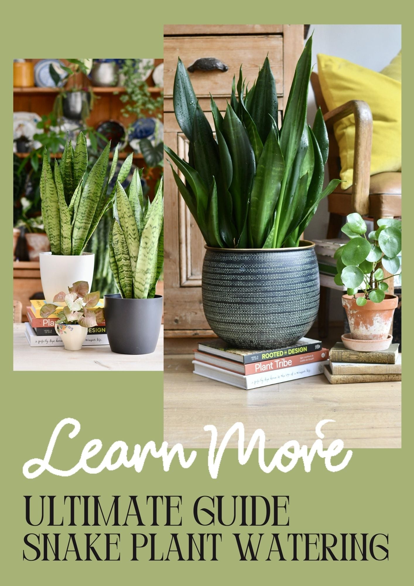 Snake plant Care Guide The vital Questions Included How often to Wat Happy Houseplants