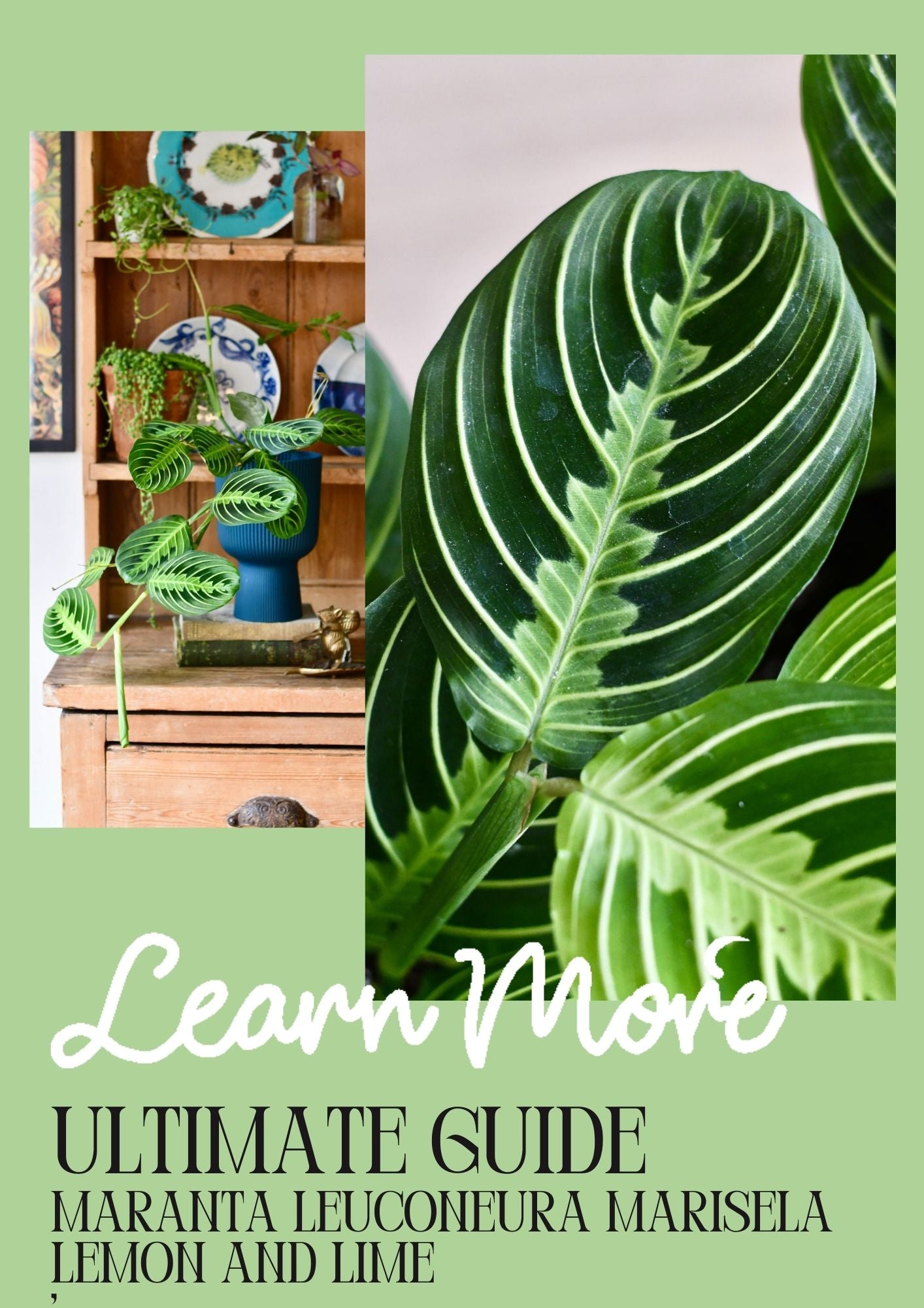 How to Care for Maranta Leuconeura Marisela Lemon and Lime: A Striking   Happy Houseplants