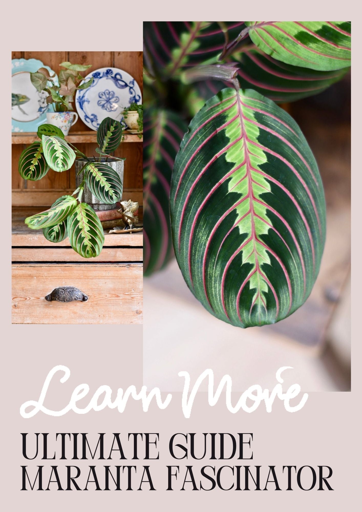 How to care for maranta fascinator: A colourful and pretty trailing pl   Happy Houseplants
