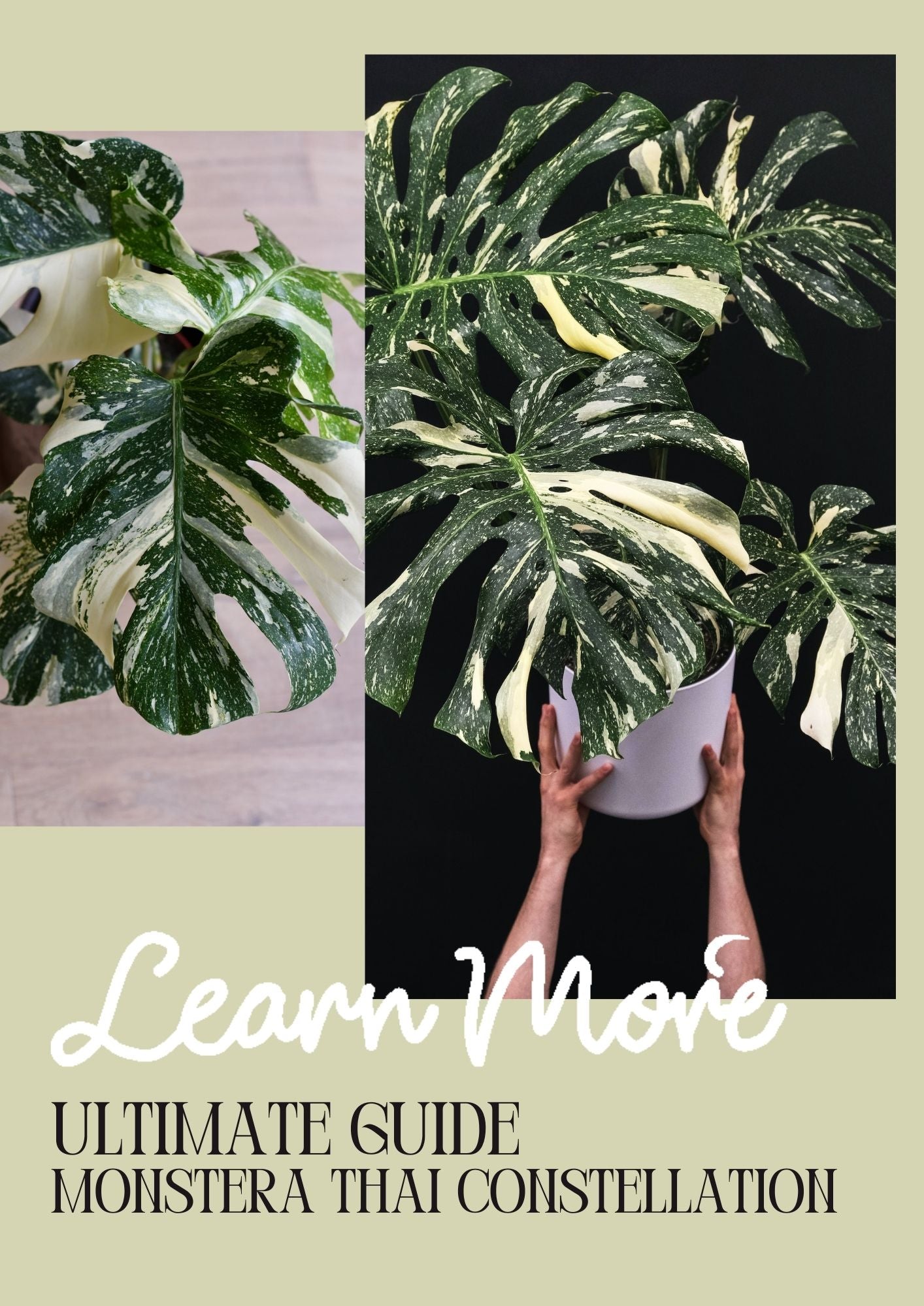 Thai Constellation Monstera Care Guide: How to Care For A Monstera Thai Con