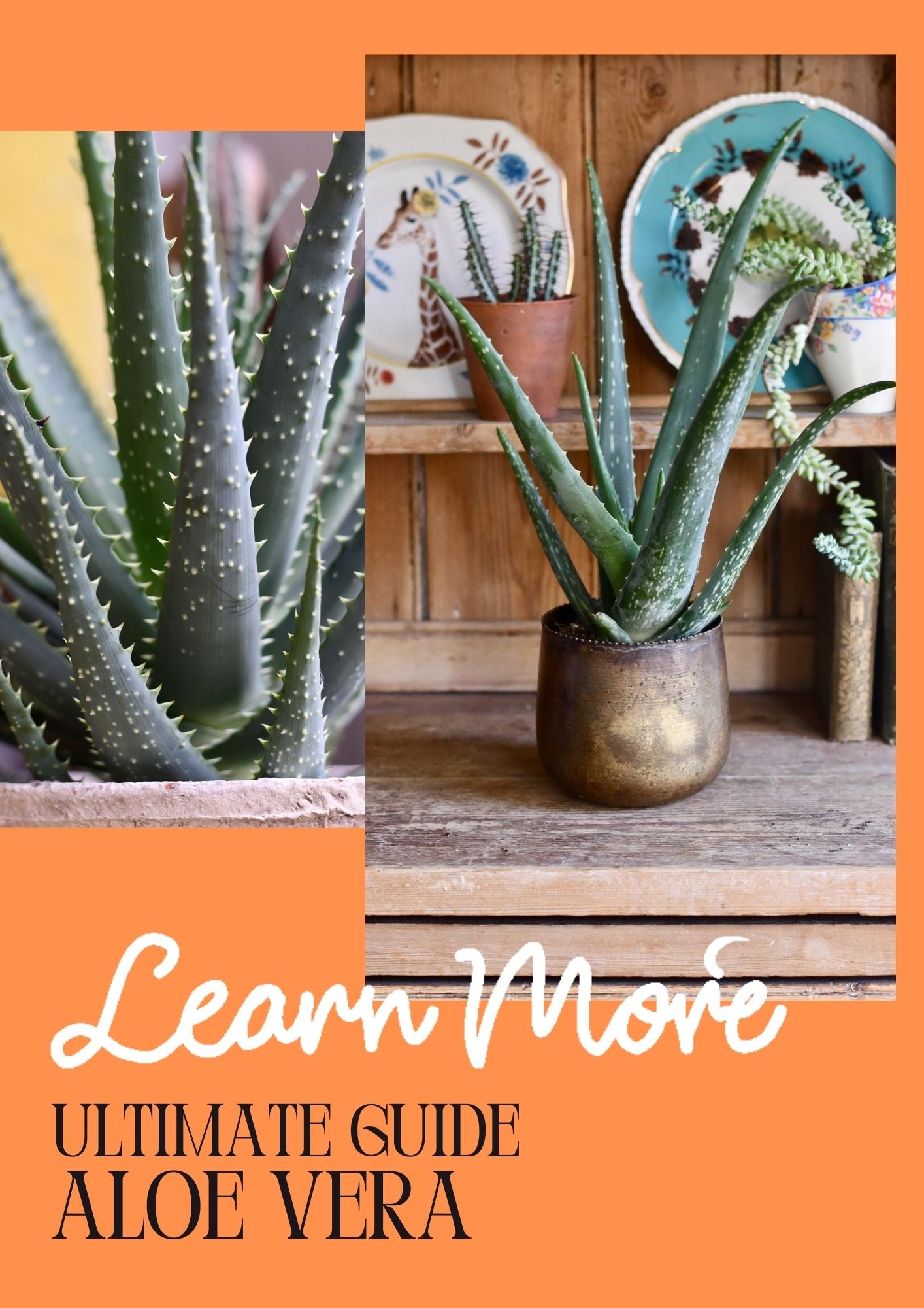 Aloe Vera Care Guide  Happy Houseplants
