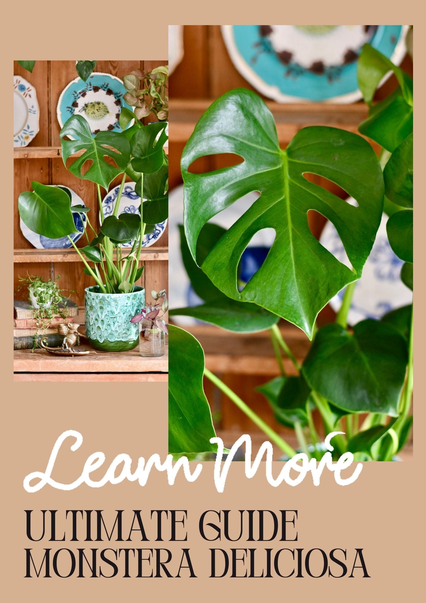 Monstera Deliciosa Care Guide: Unleashing the Beauty of the Swiss Chee   Happy Houseplants