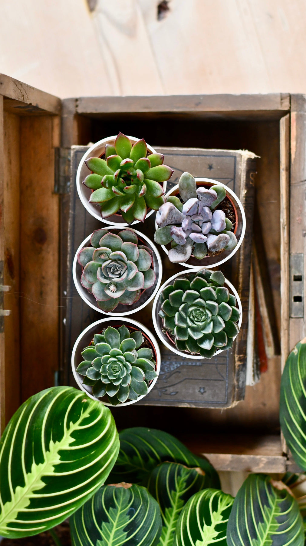 echeveria succulent plants Echeveria Nanahukumini