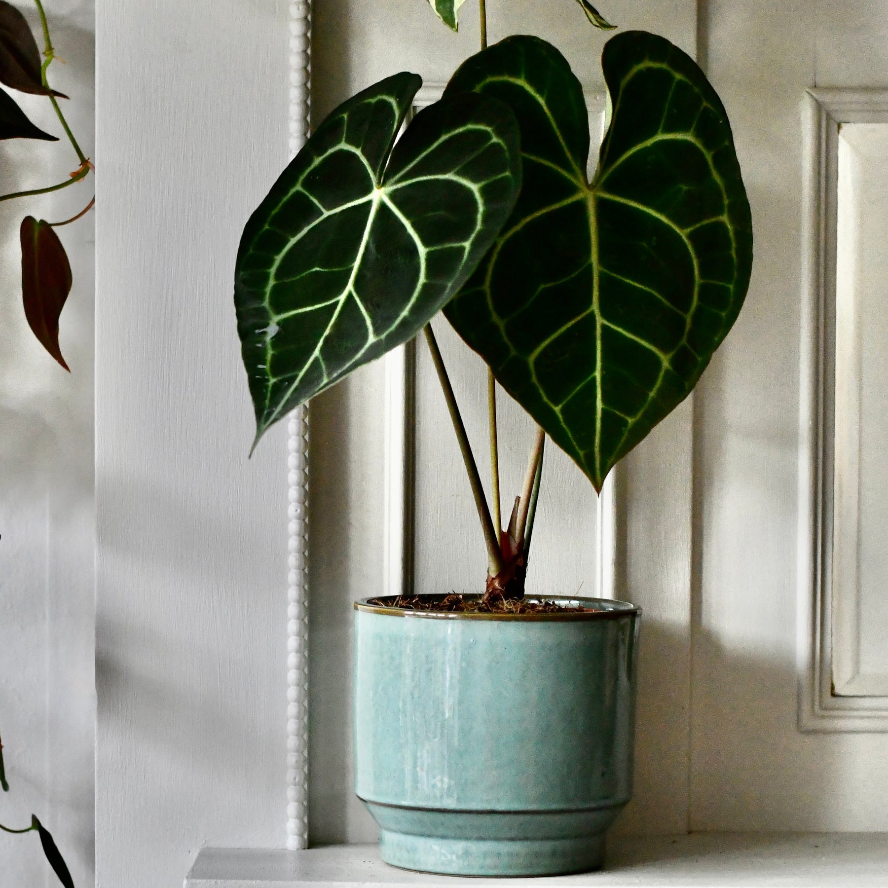 How to Pot Indoor Plants Without Drainage: Expert Tips Made Easy