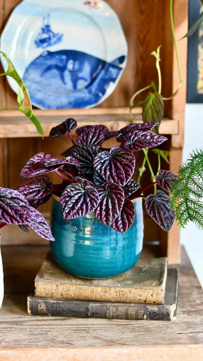 Happy Houseplant: The Best Place to Buy Houseplants Online in the UK