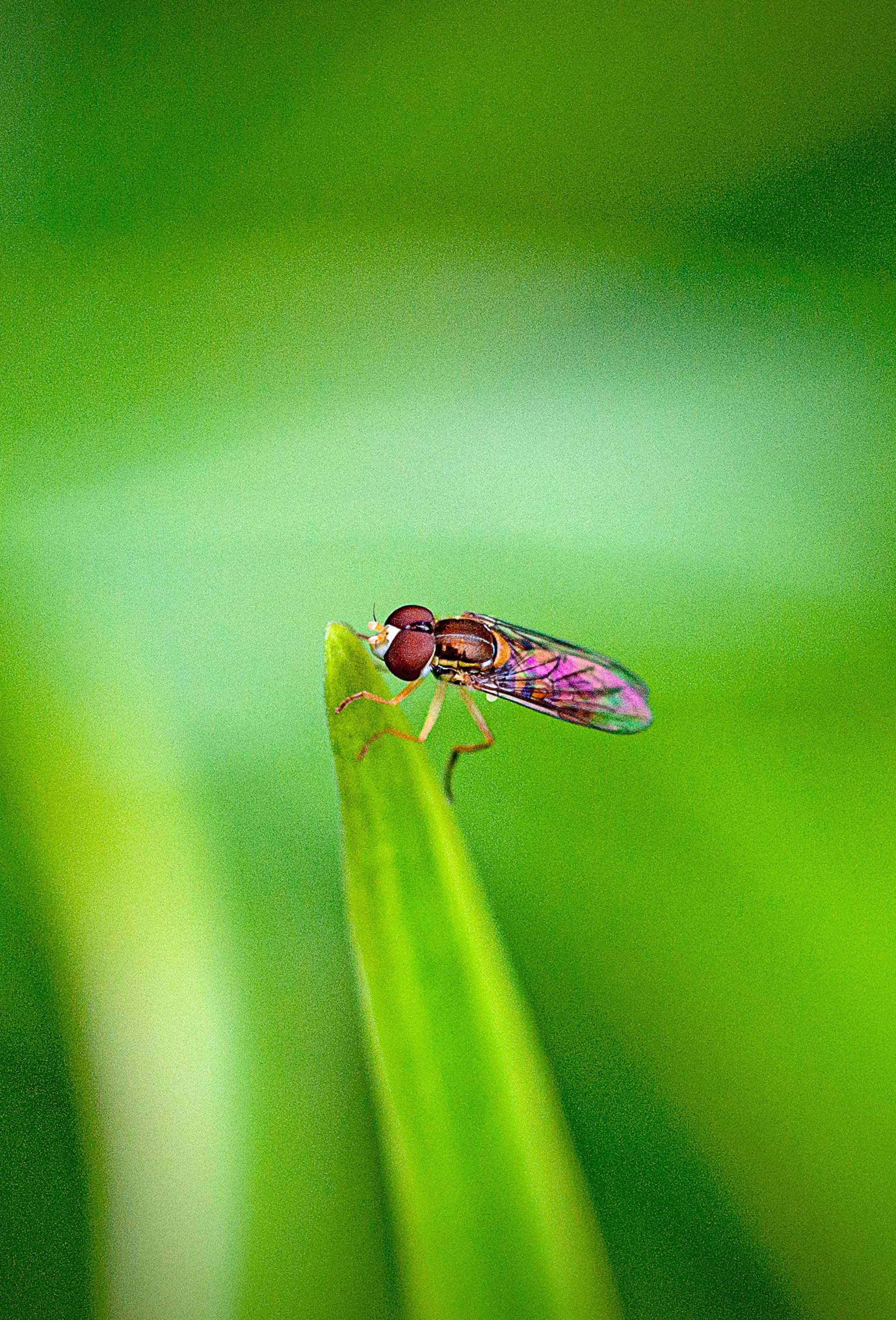 How to Control Fruit Flies in the Garden and Indoors