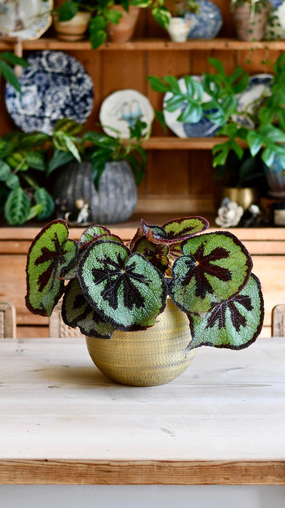 Begonia plant on sale