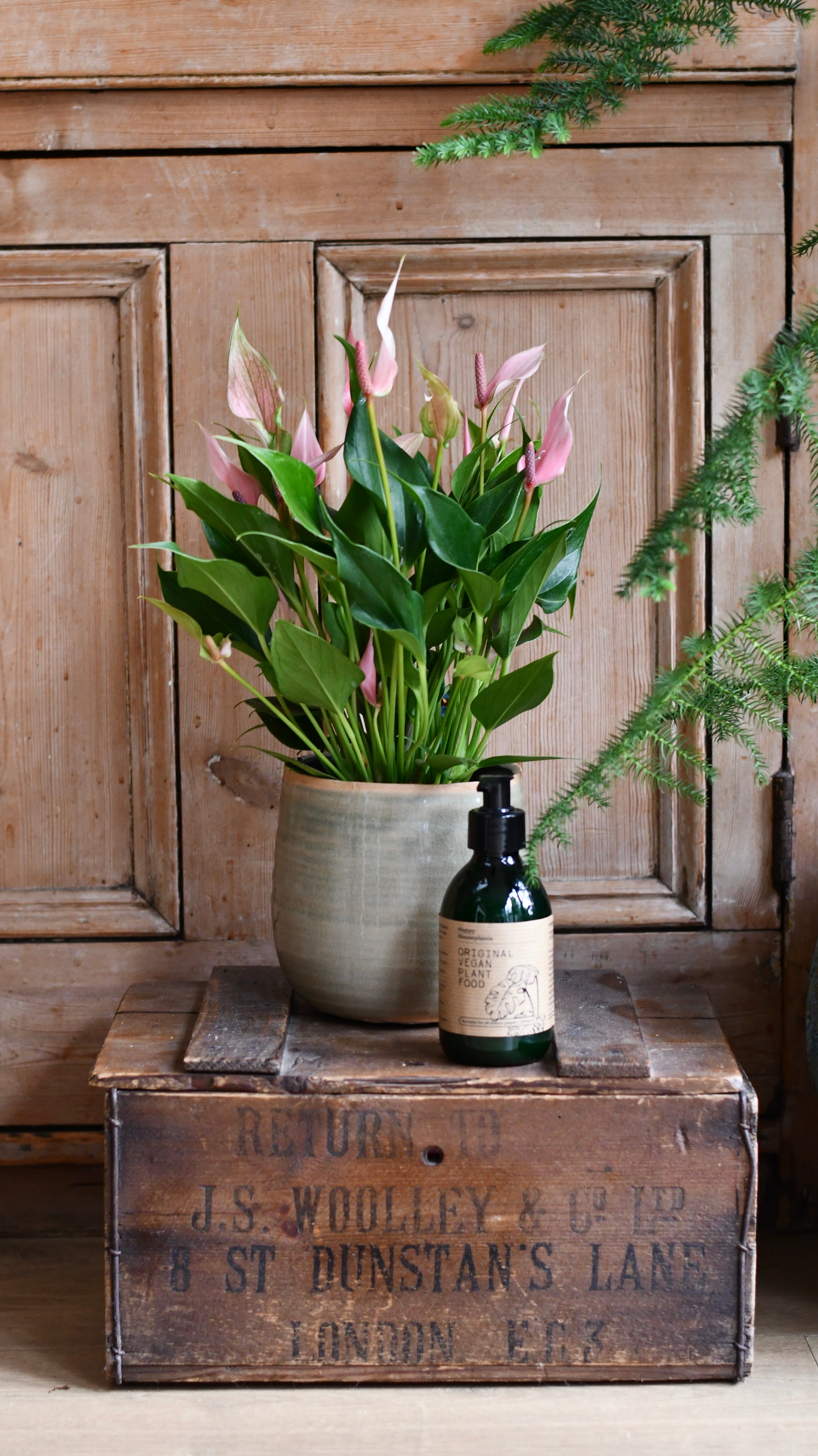 Sympathy Gifts | Anthurium 'Lilli' in Ceramic Pot with Plant Food