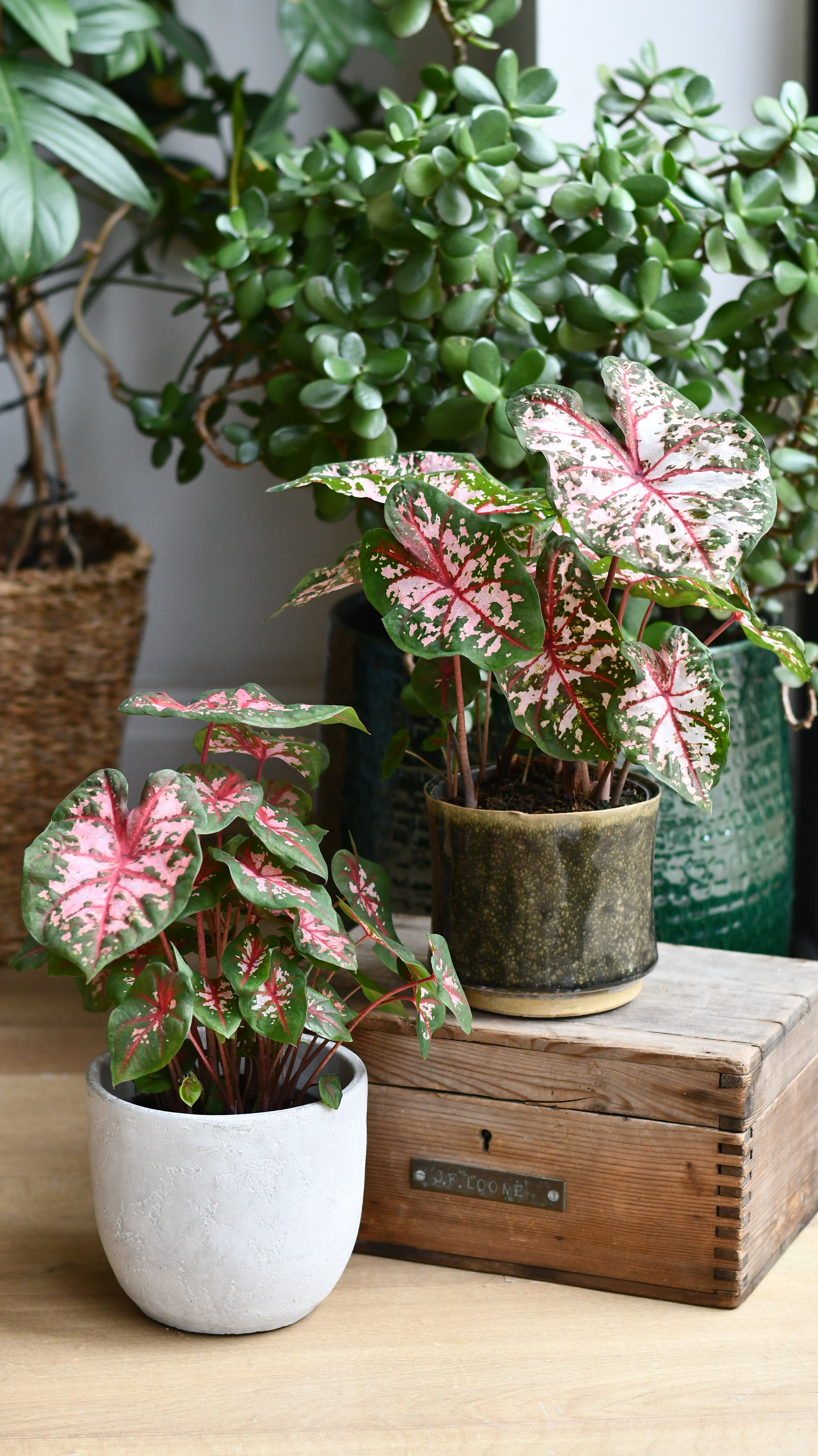 caladium plant indoors Caladium 'Carolyn Wharton' | Rare Houseplants