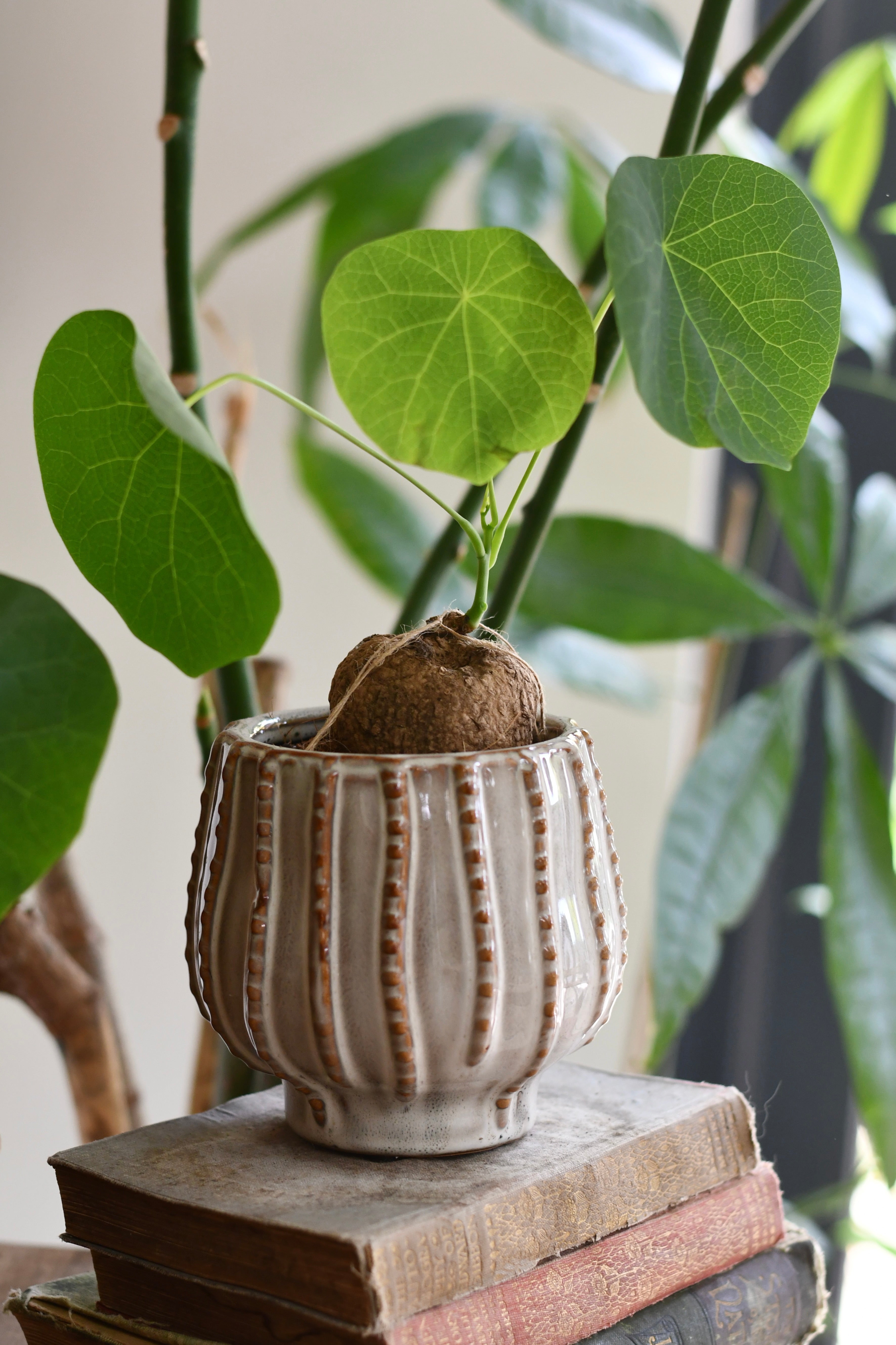 Buy Stephania venosa | Rare Caudex Houseplant UK – Happy Houseplants