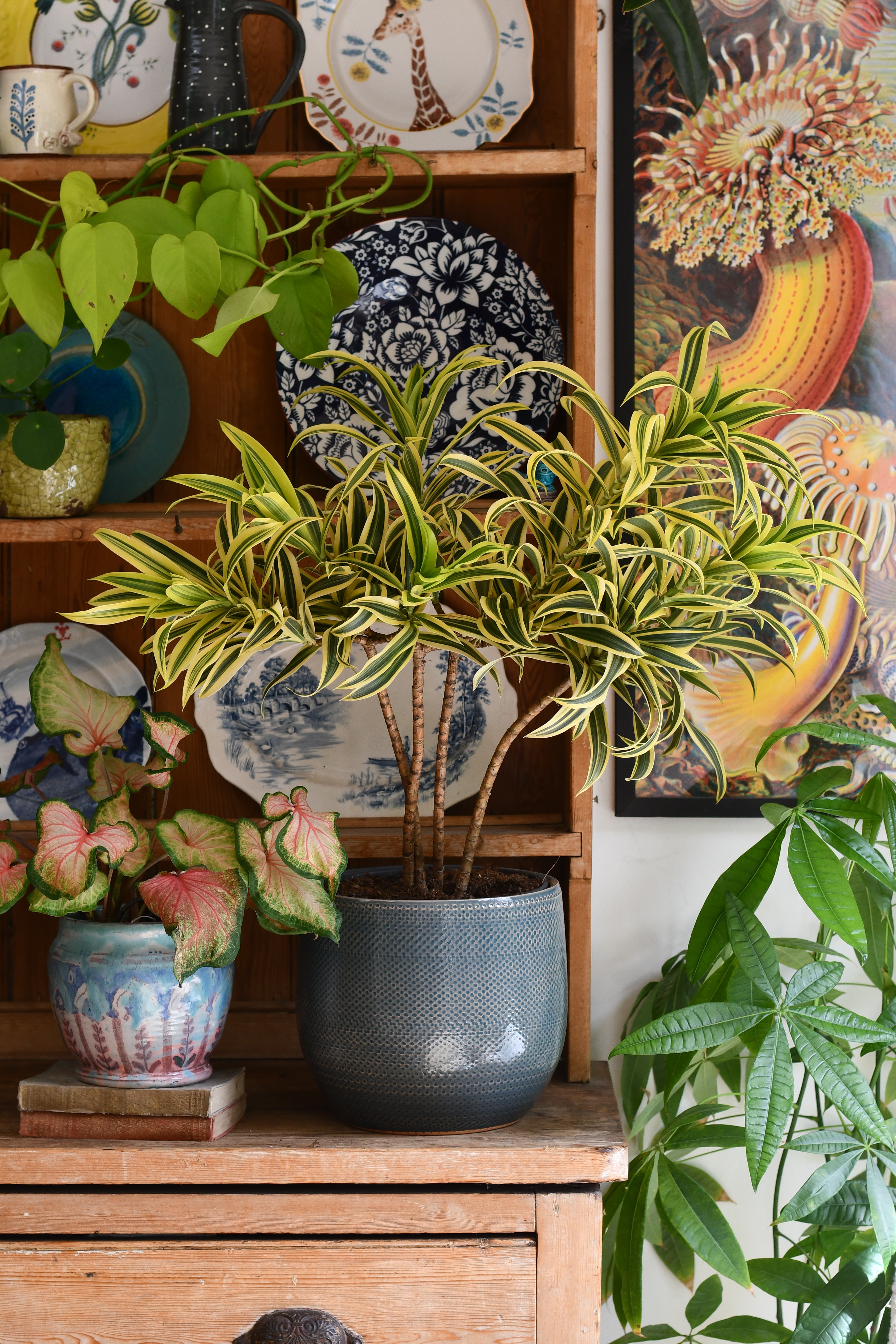 dosakaya plant in pot Dracaena Song of India (Dracaena reflexa – Rounded Crown Form) – Happy Houseplants
