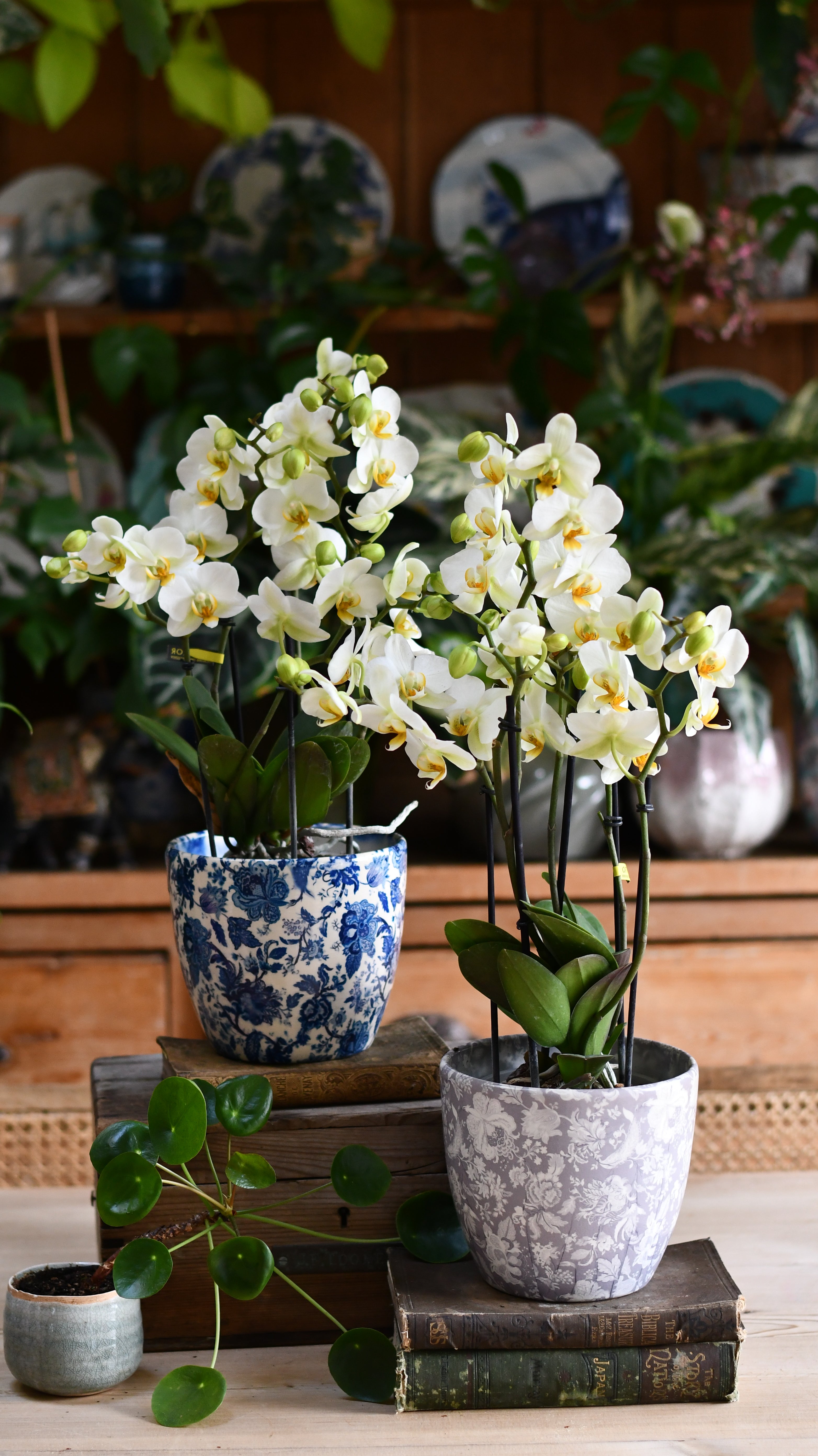 Potted White Orchids 5568x3128 White Phalaenopsis Bouquet Orchids & Monza Planter – Happy Houseplants