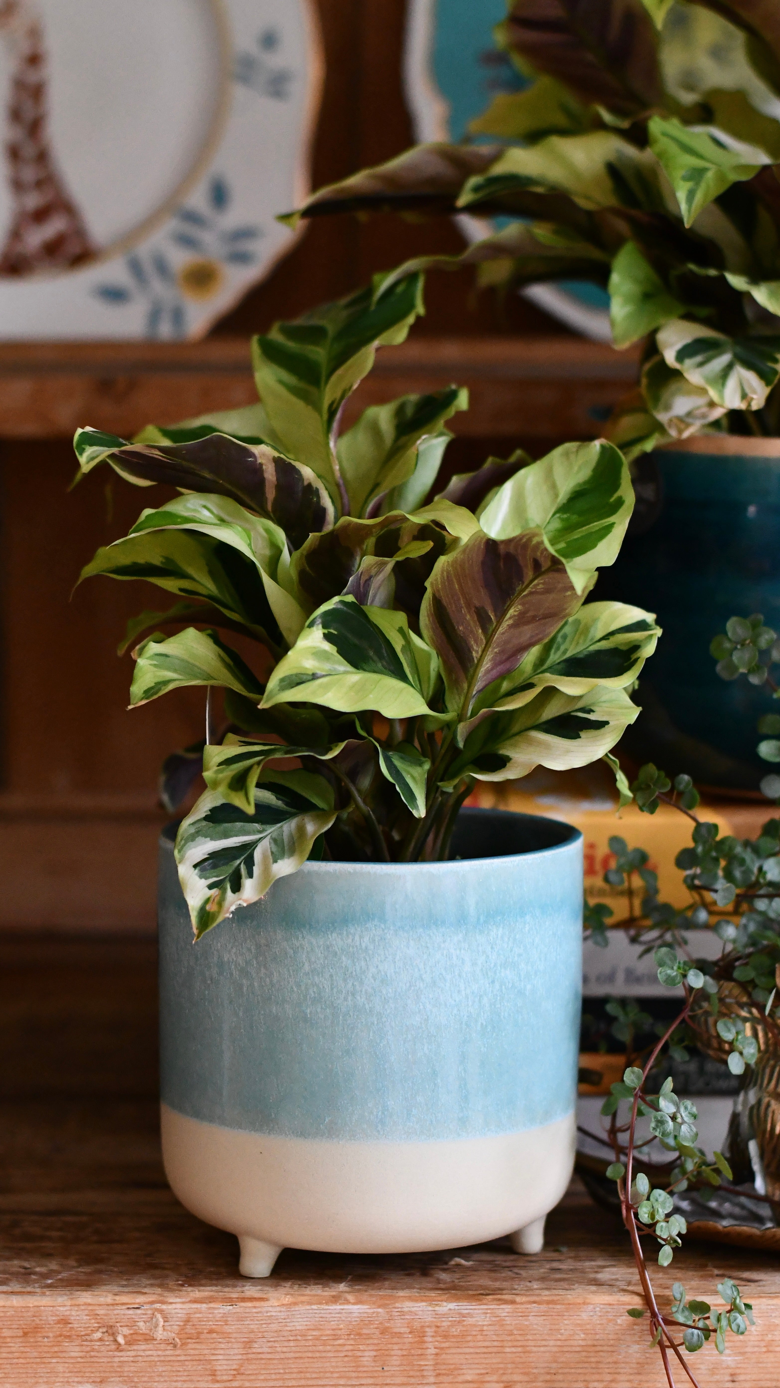 Calathea Yellow Fusion Rare Plants Happy Houseplants Happy