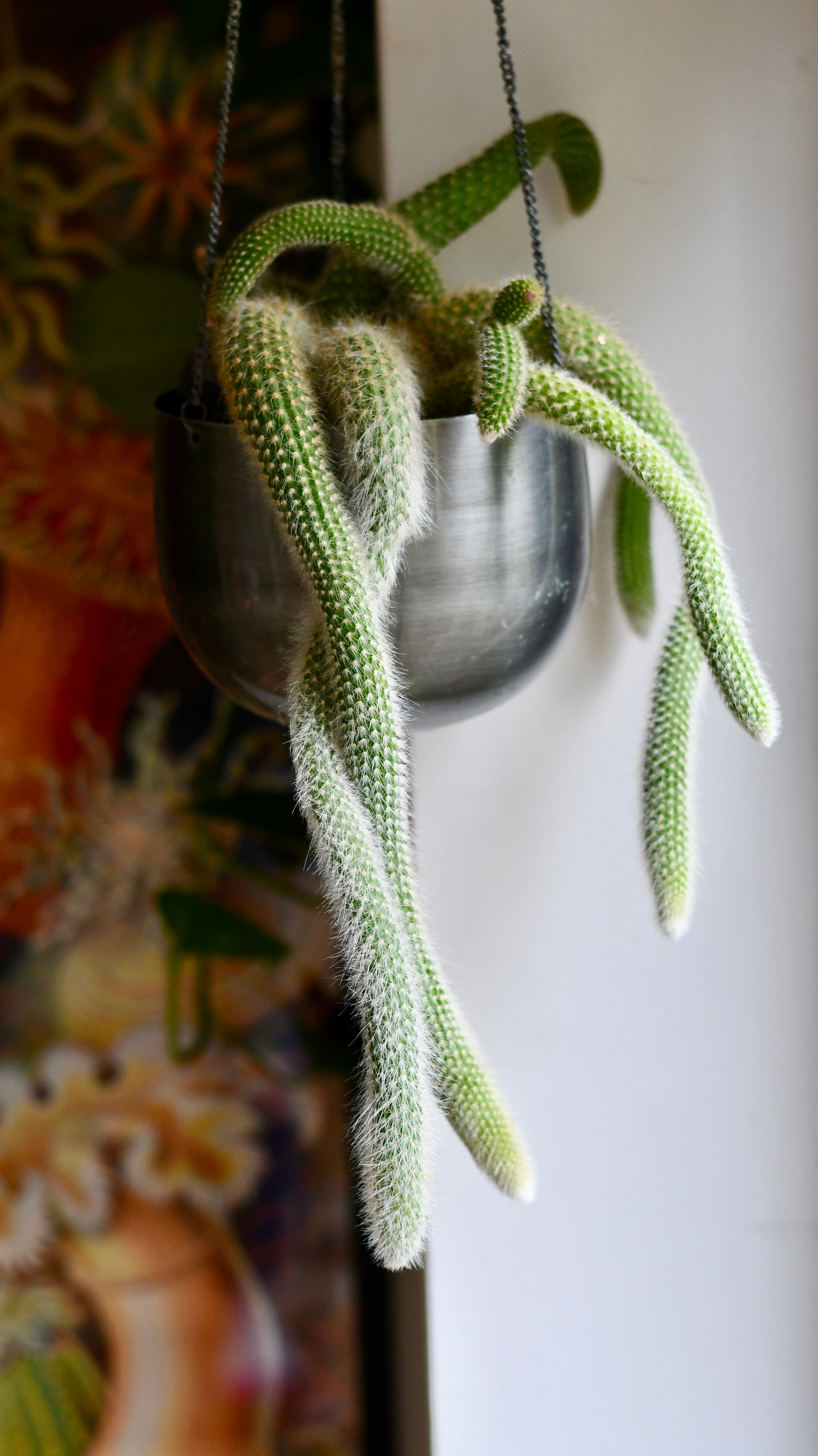monkey tails cactus Hildenwintera Colademononis | Monkey Tail Cactus | Rare Cactus
