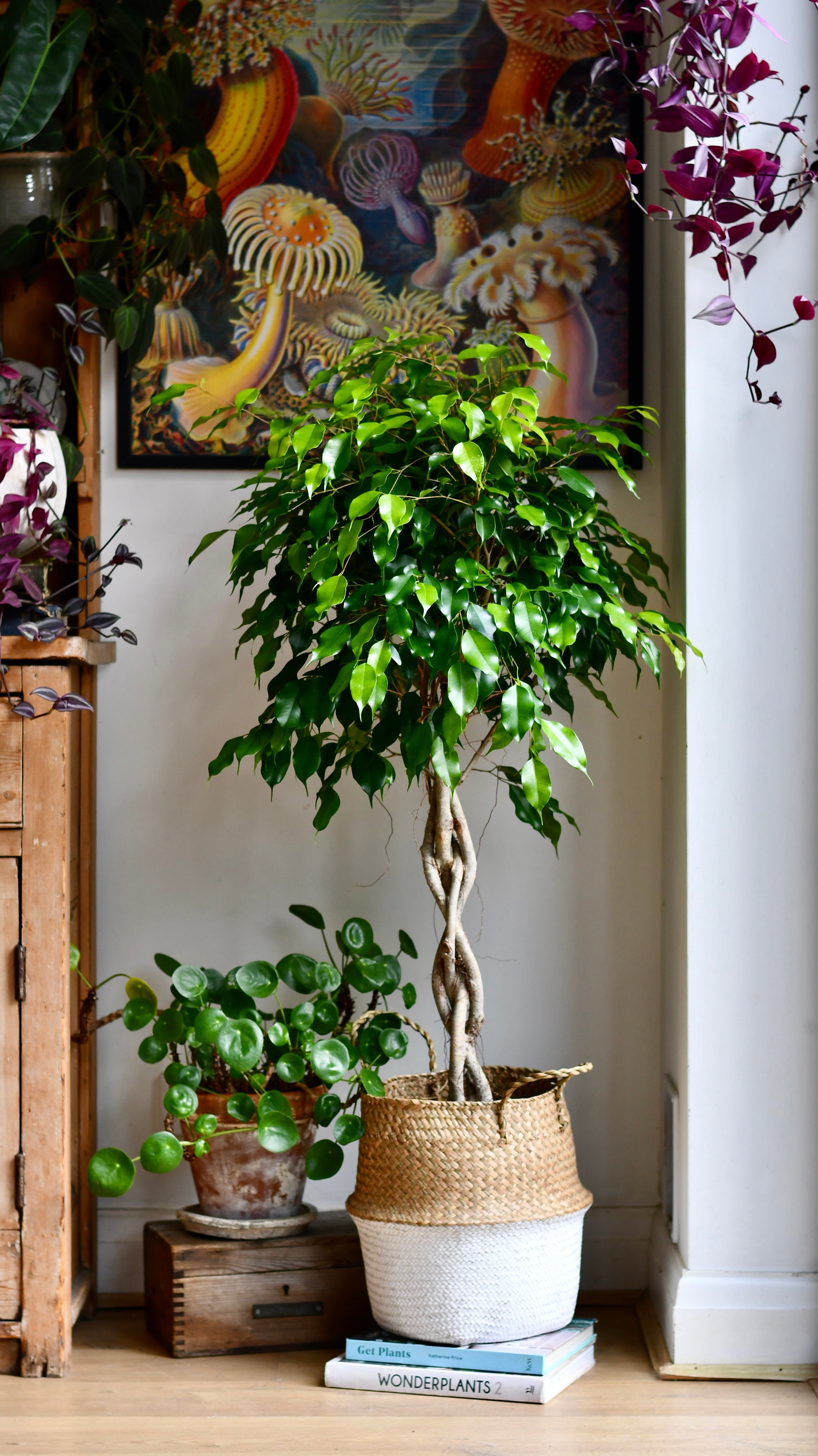 is ficus benjamina an indoor plant Weeping Fig Tree