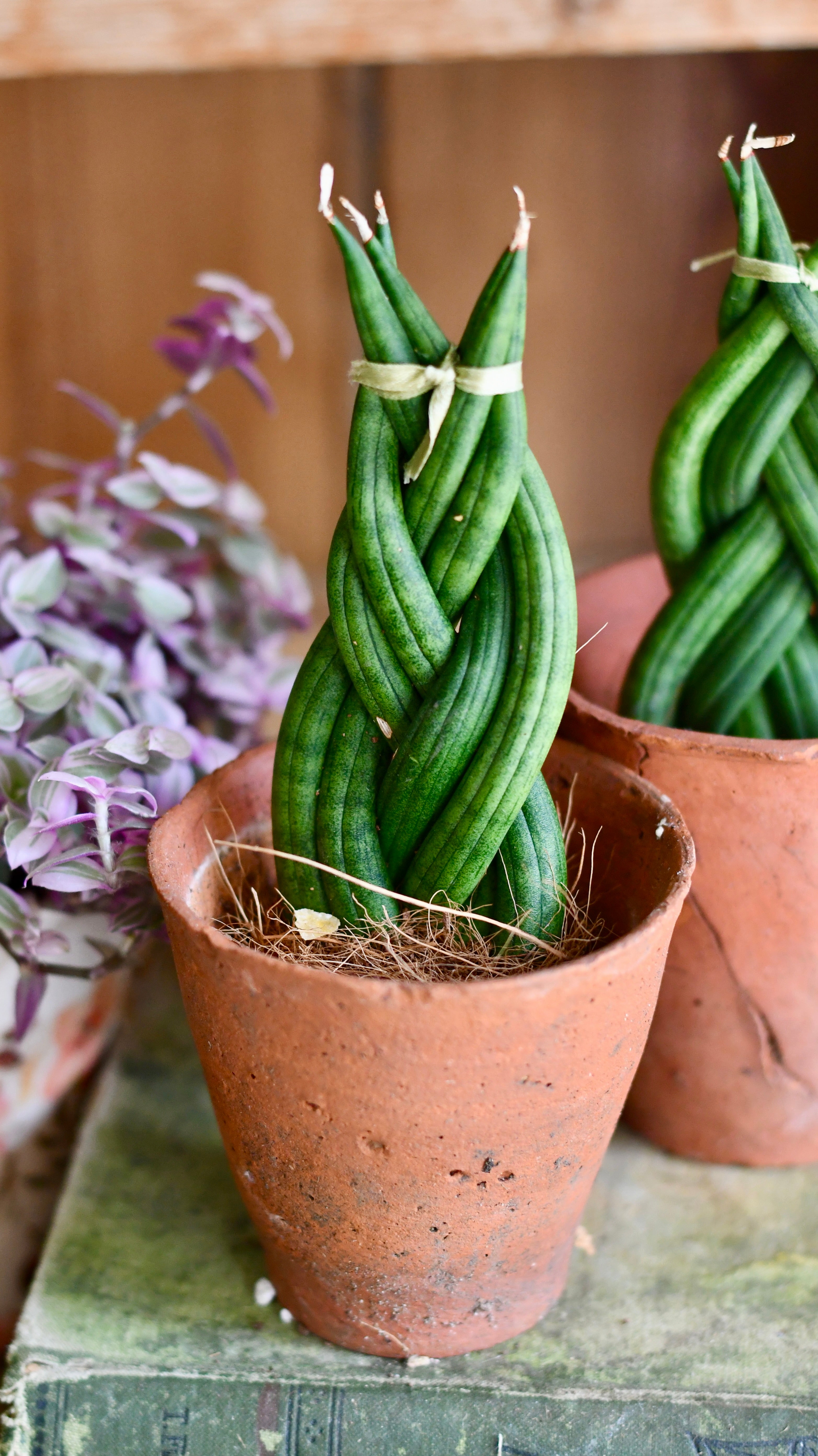 sansevieria braided Sansevieria cylindrica 'Braided' | Cylindrical Snake Plant