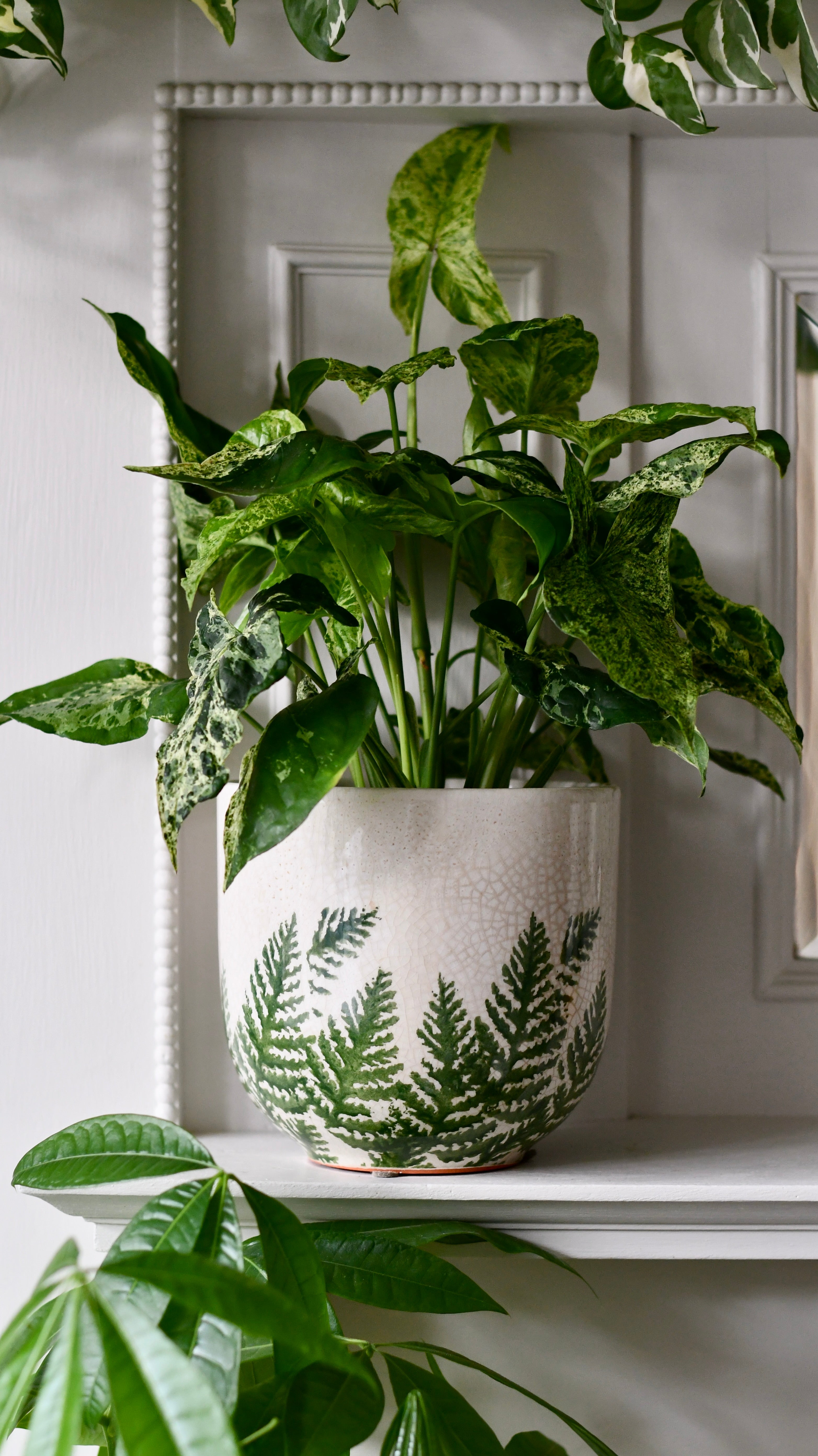 POWERS TO FLOWERS - MENTA MOJITO BIO, pianta vera - Powers to flowers - piante e fiori POWERS TO FLOWERS - MENTA MOJITO BIO, pianta vera - Powers to flowers - piante e fiori