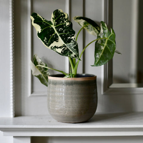 Como Mint premium Glaze planter (14cm plant pot)