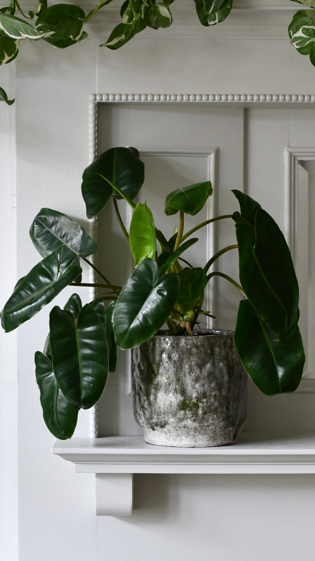philodendron burle marxii Philodendron Burle Marx | Rare Indoor Plants