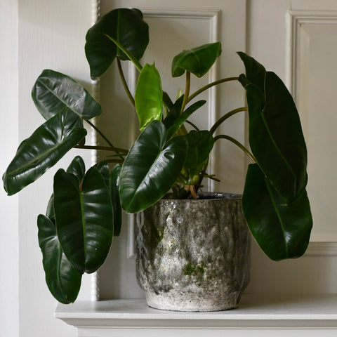 Messfell Planter 14cm x 14cm Planter