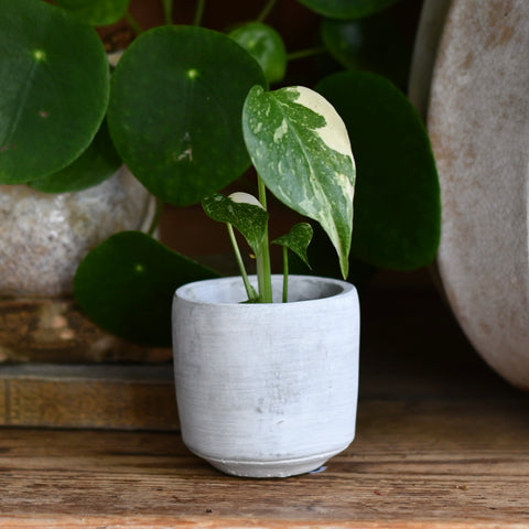 Cement Pot (D8 H8cm)