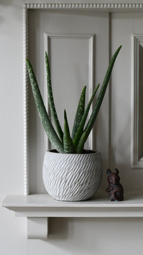 Elio Pot (D11.5 x H13.5cm)