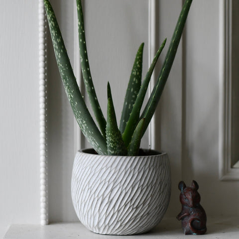 Elio Pot (D11.5 x H13.5cm)