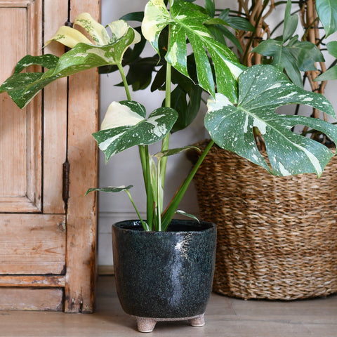 Strandfoot Petrol Planter 19cm x 18cm