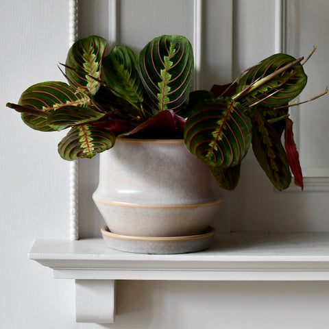 Jent Cotton Ceramic Pot & Saucer (D16 x H13cm) – Neutral Glaze Indoor Planter