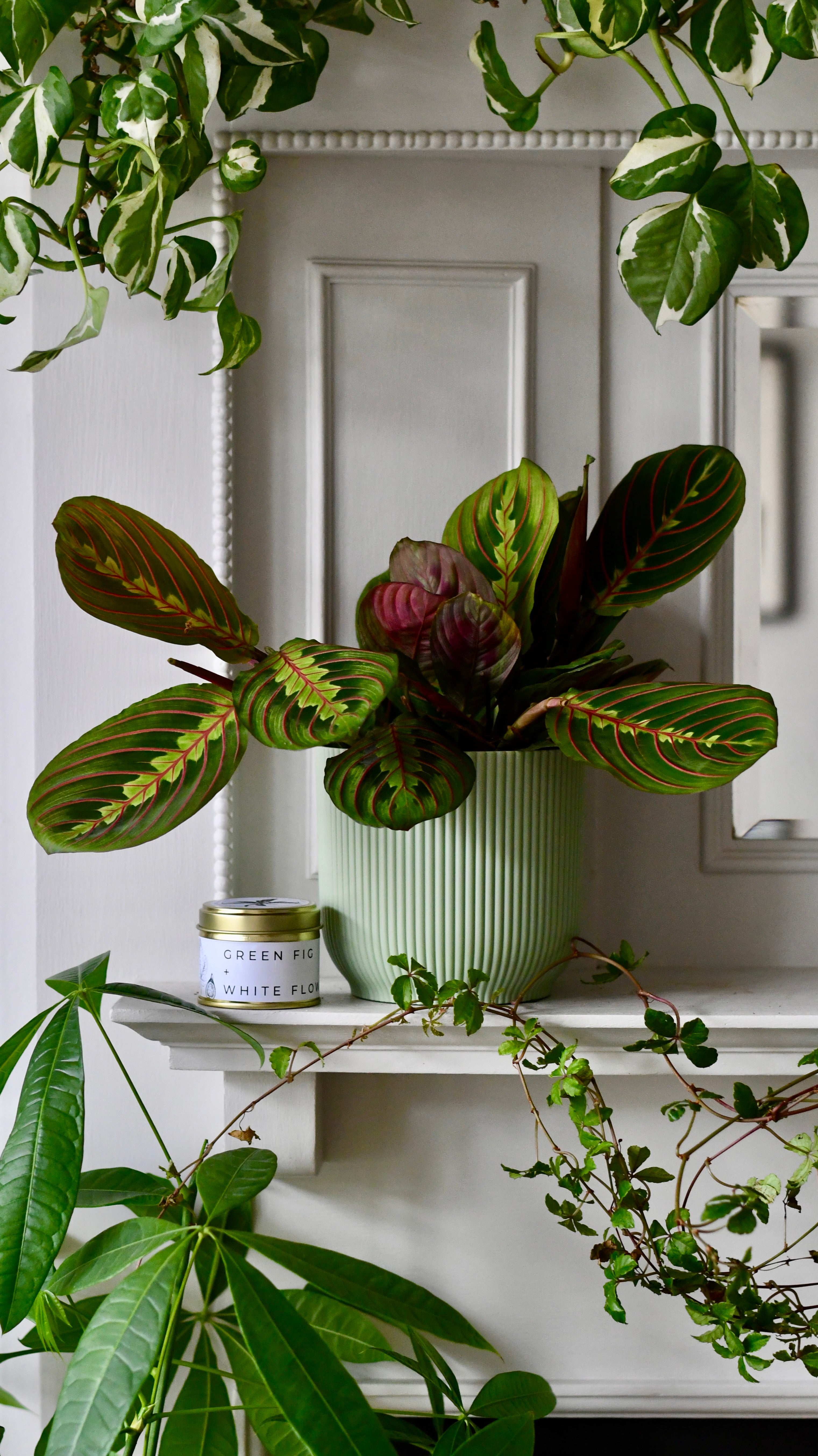 7+ Housewarming Plant Gift Housewarming Gifts | Maranta with Botanical Candle | Happy Houseplants