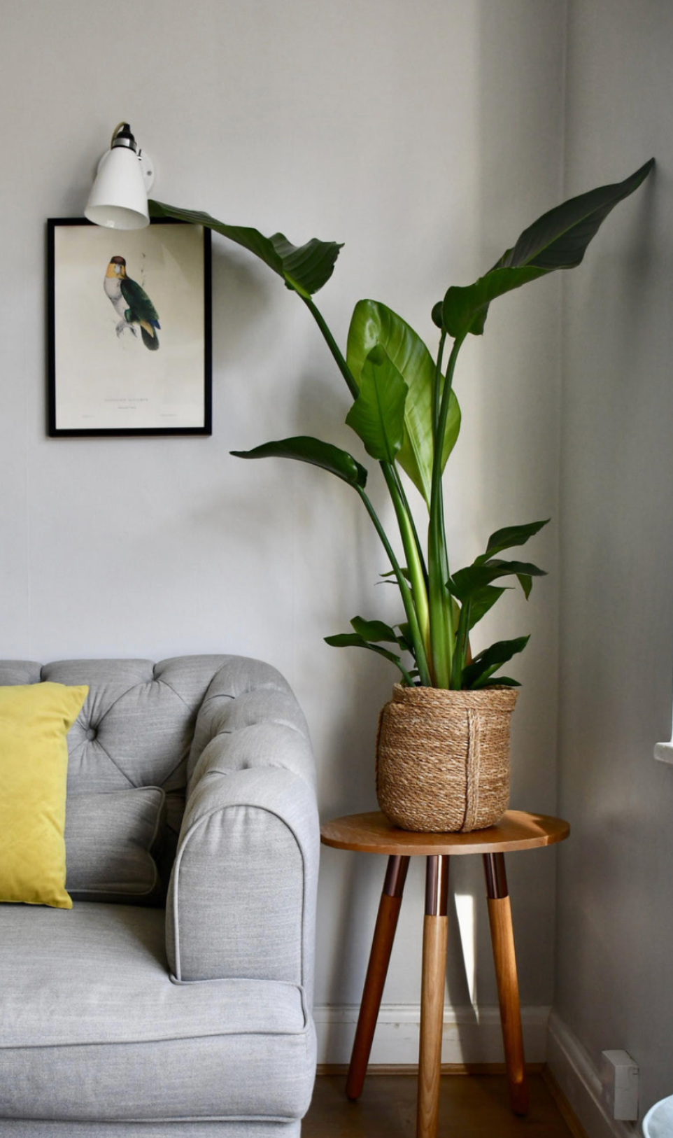 white bird of paradise indoor plant Strelitzia Nicolai | White Bird of Paradise Indoor Plant