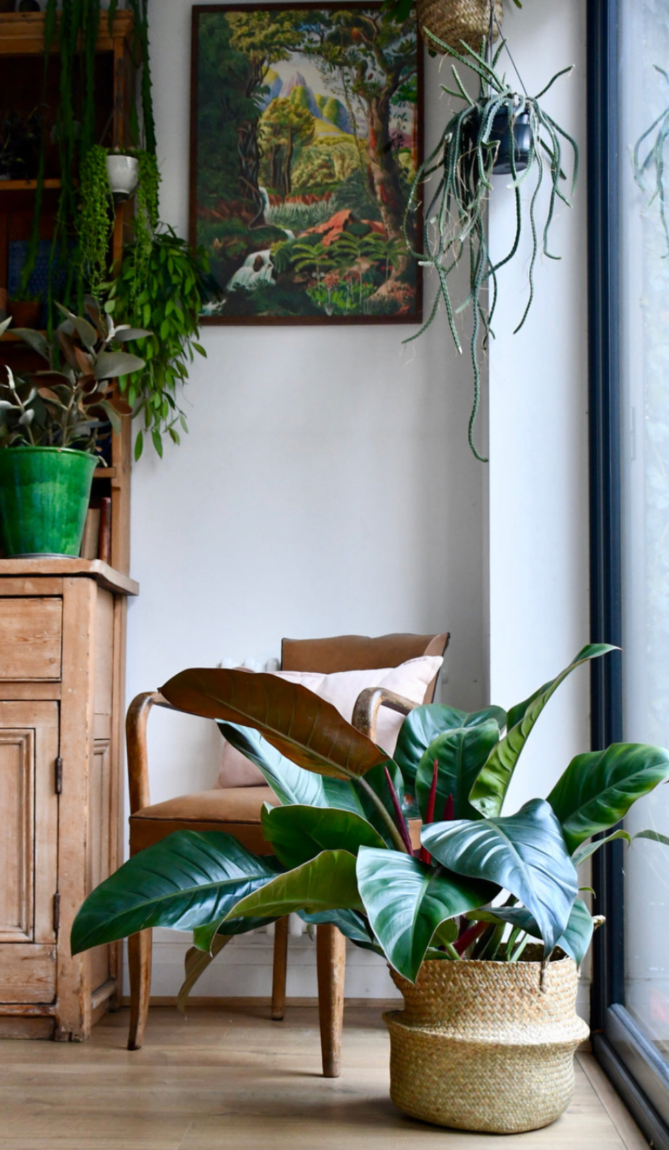 Philodendron Imperial Red | UK Delivery