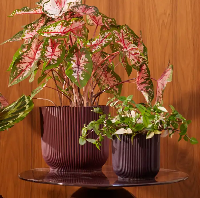 red indoor plant pots The winery collection Bordeaux Red Round Indoor Plant pot 16cm – Happy  Houseplants