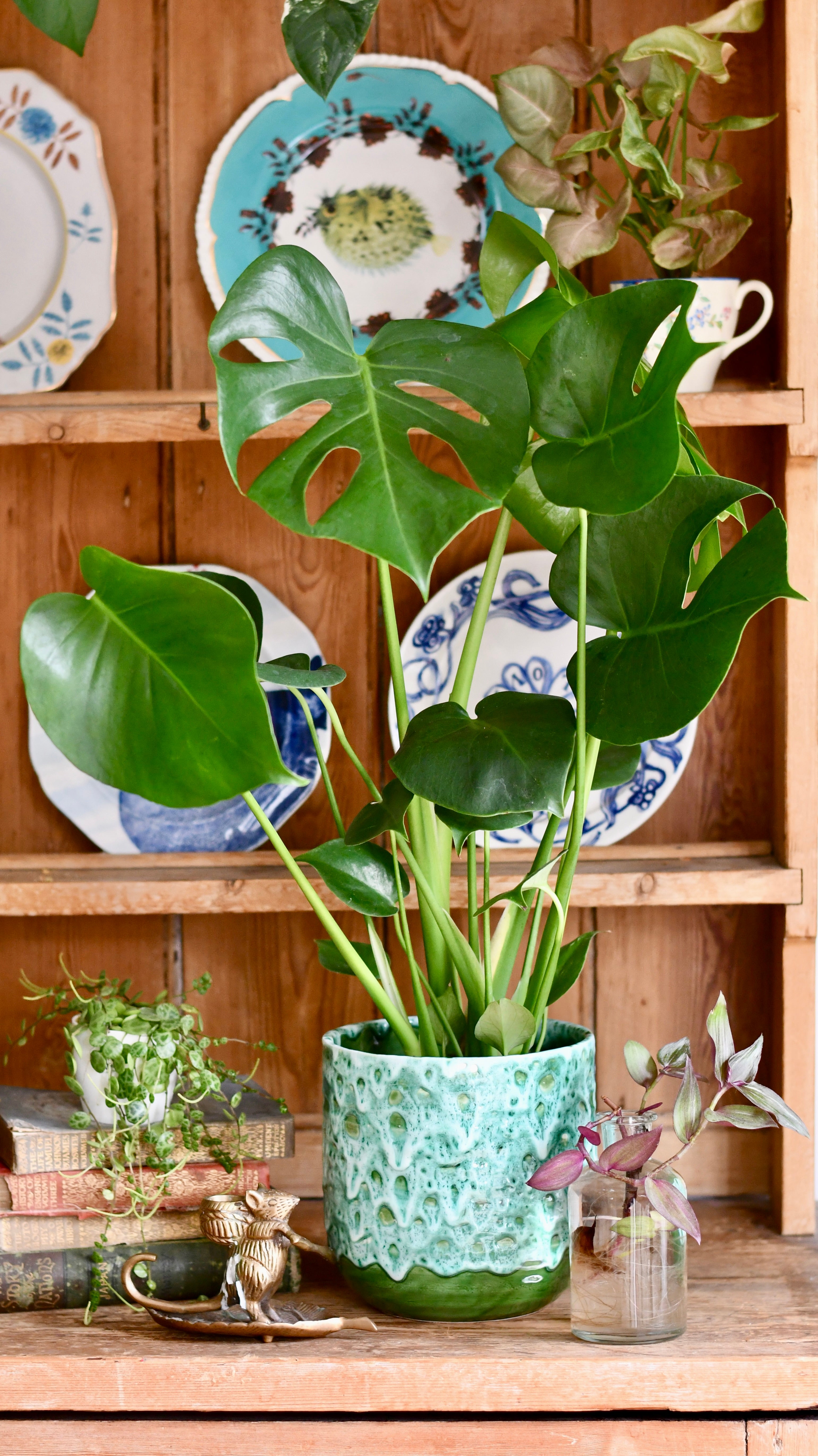 monstera plant uk Swiss Cheese Monstera