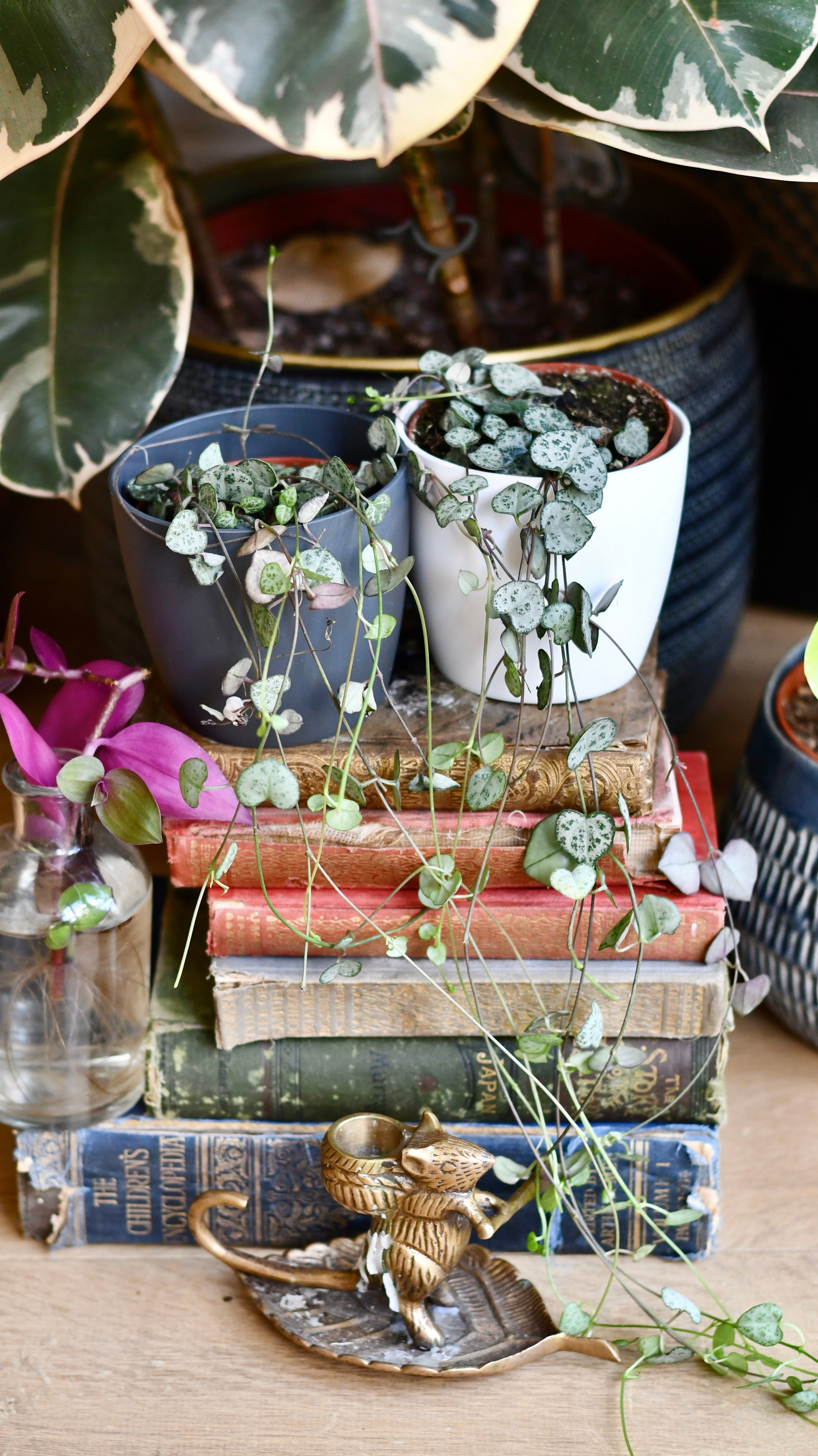 indoor string of hearts plant String of Hearts