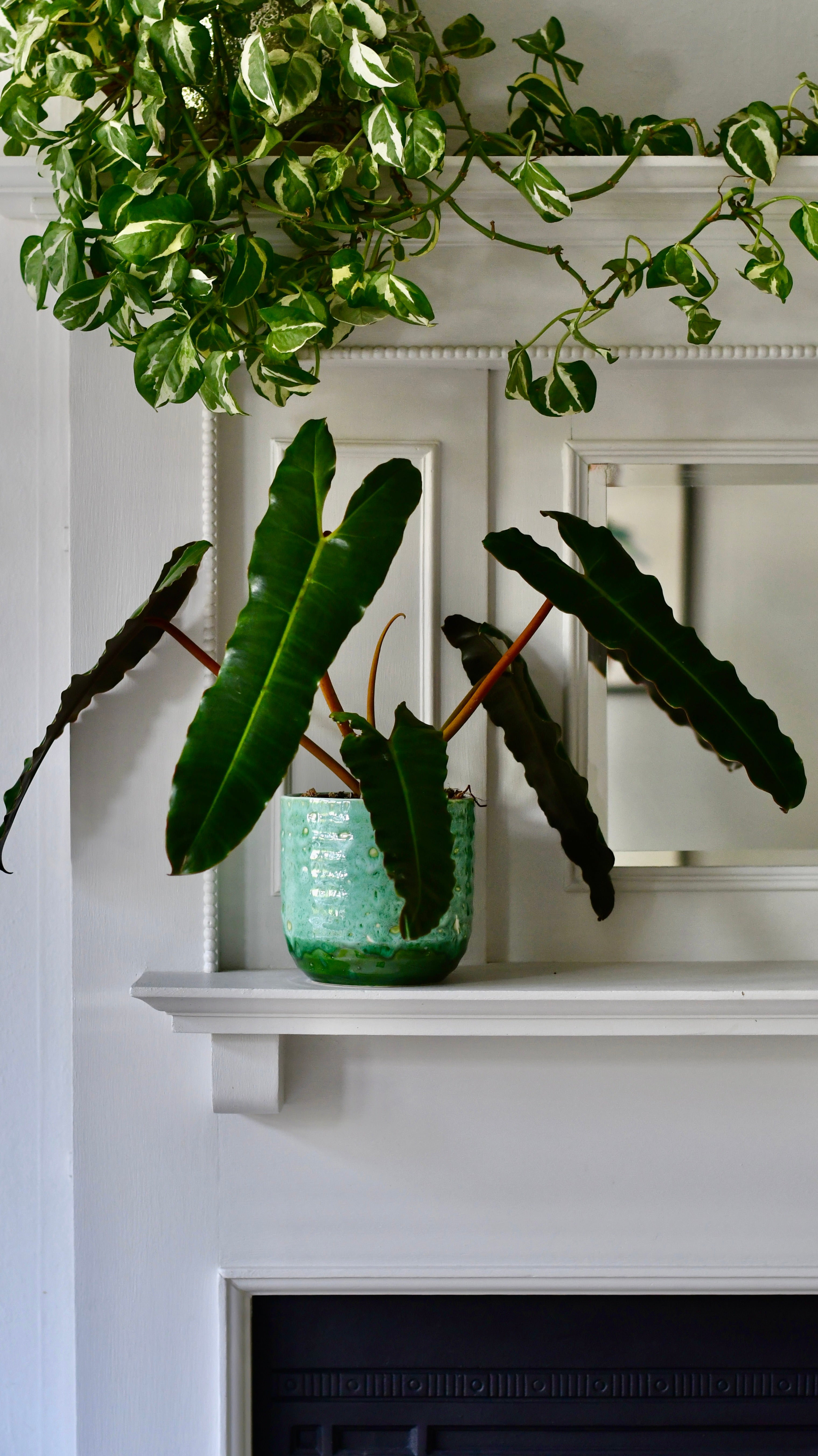 is philodendron billietiae rare Philodendron Billietiae | Rare Plants