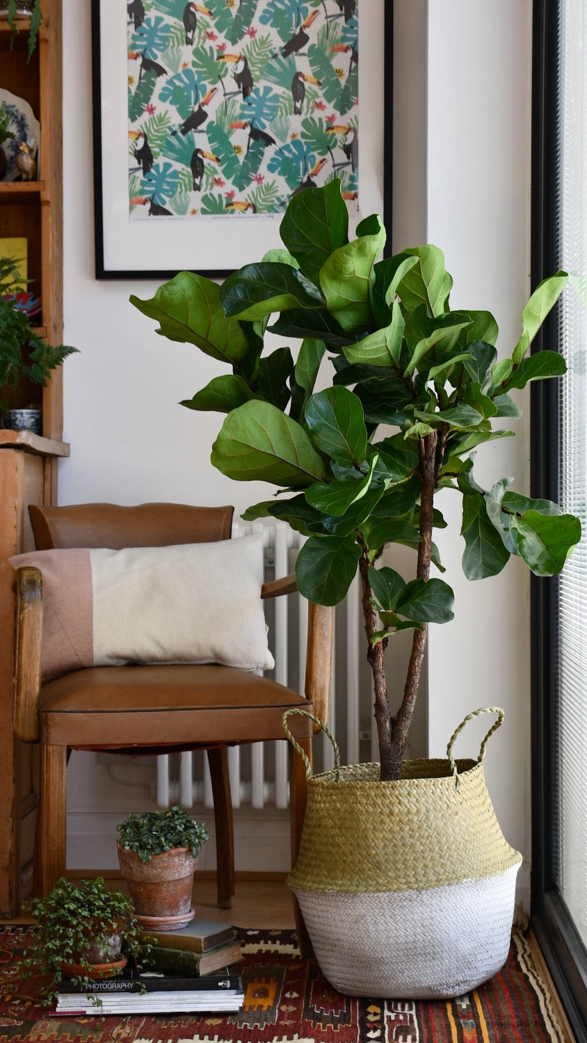fiddle leaf fig pinterest Branched Fiddle Leaf Fig | Ficus Lyrata Tree