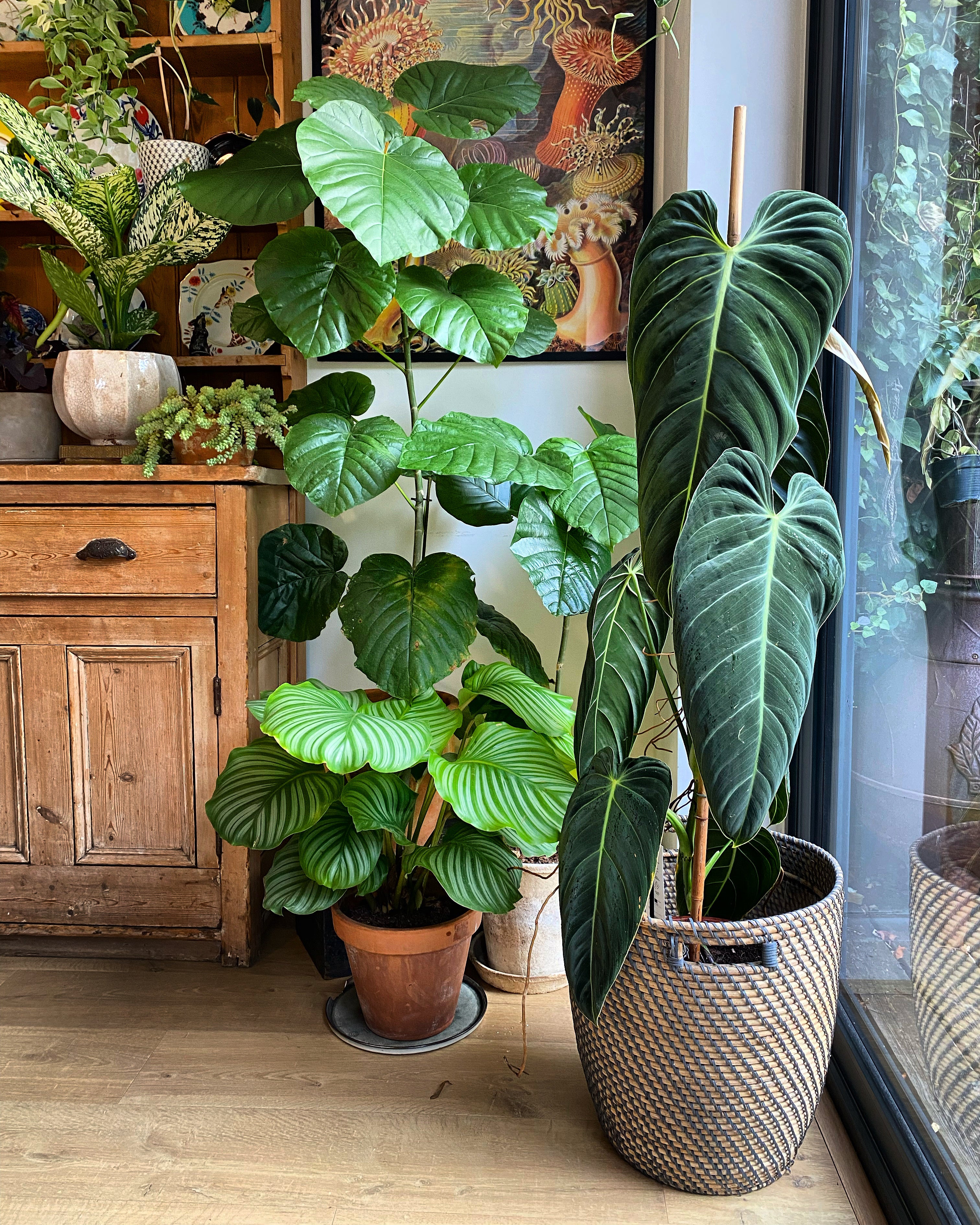 Extra Large Philodendron Melanochrysum – Happy Houseplants