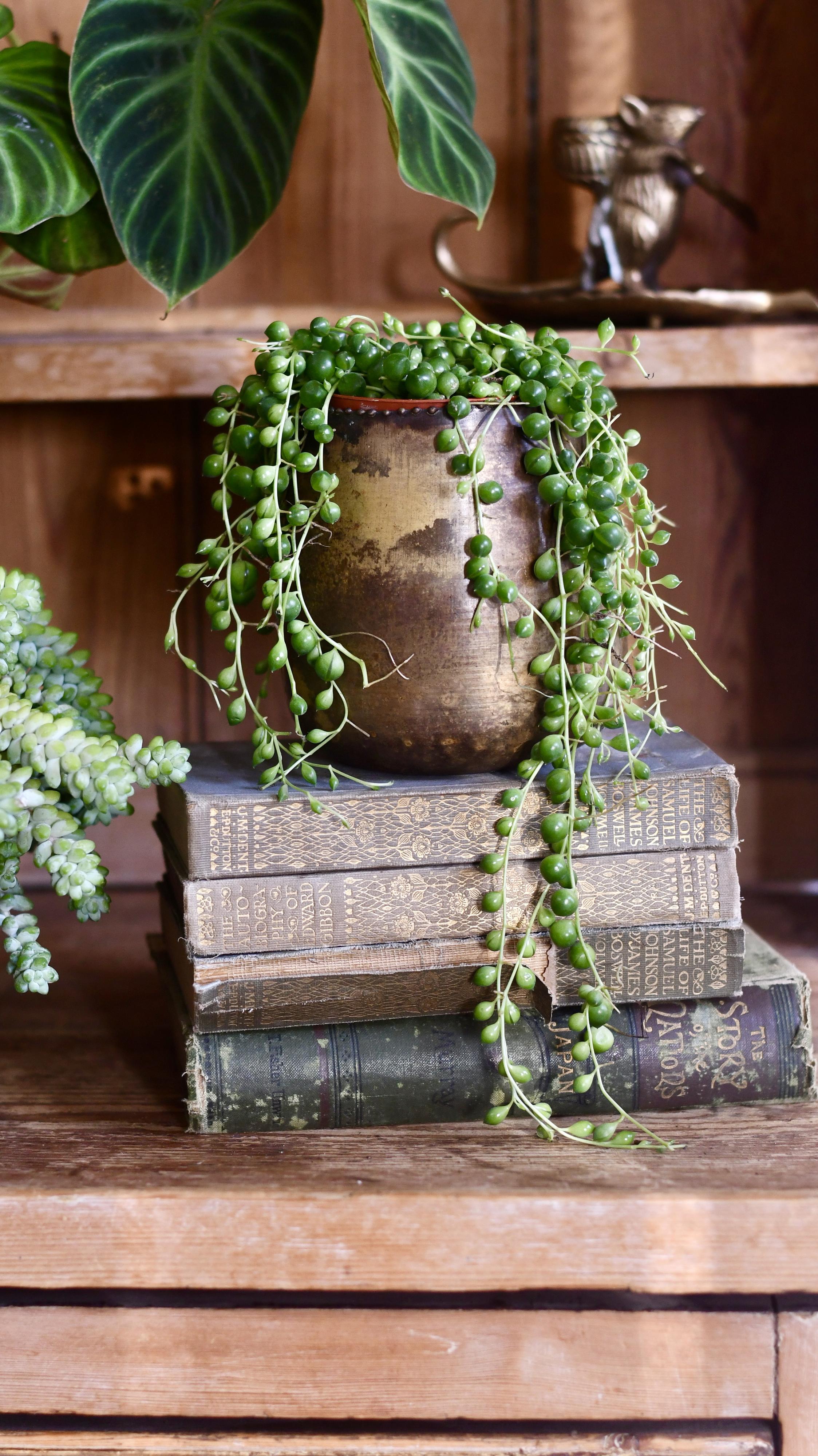 Senecio Rowleyanus, String of Pearls