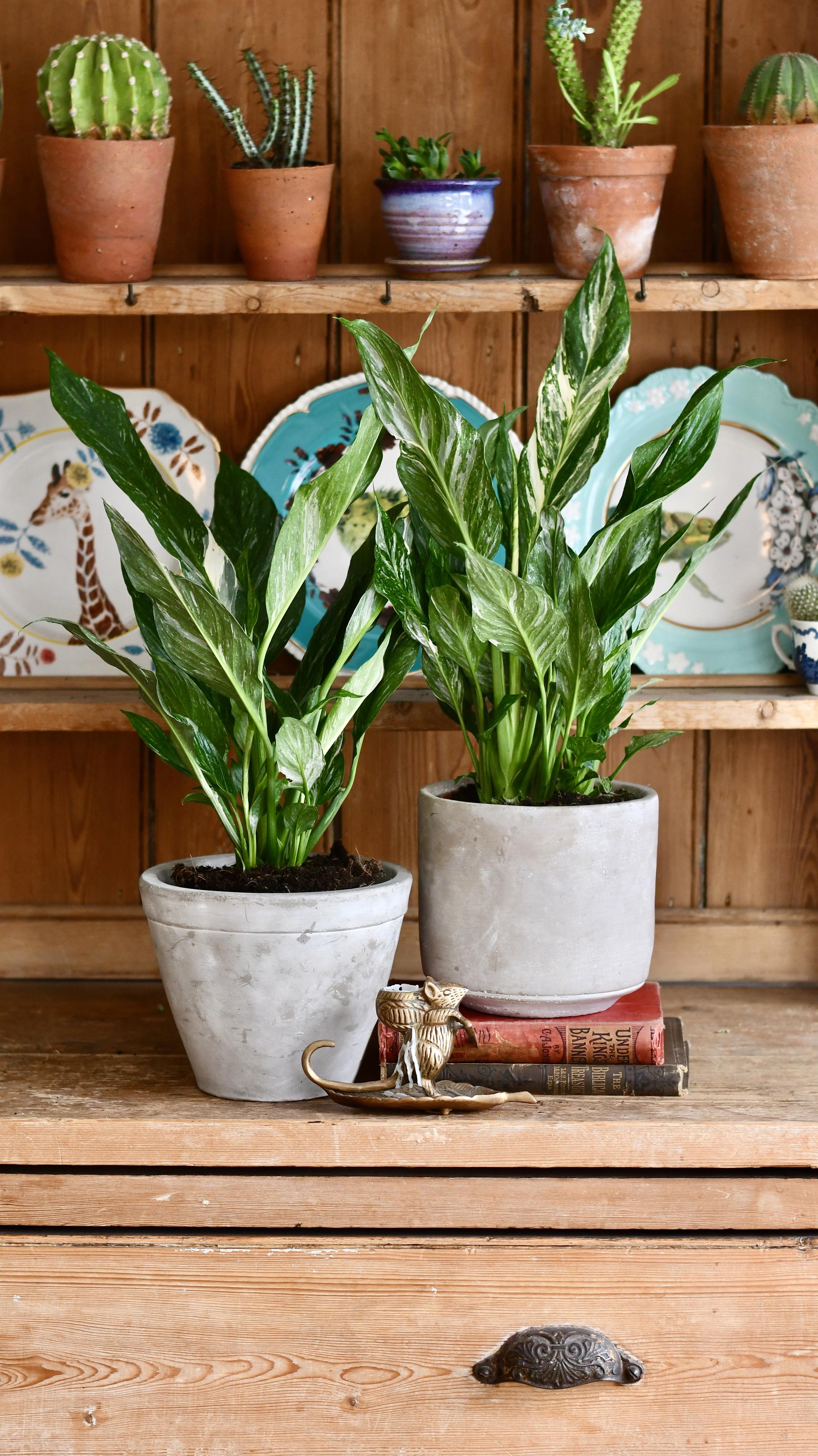 peace lily variegata Variegated Spathiphyllum diamond – Happy Houseplants
