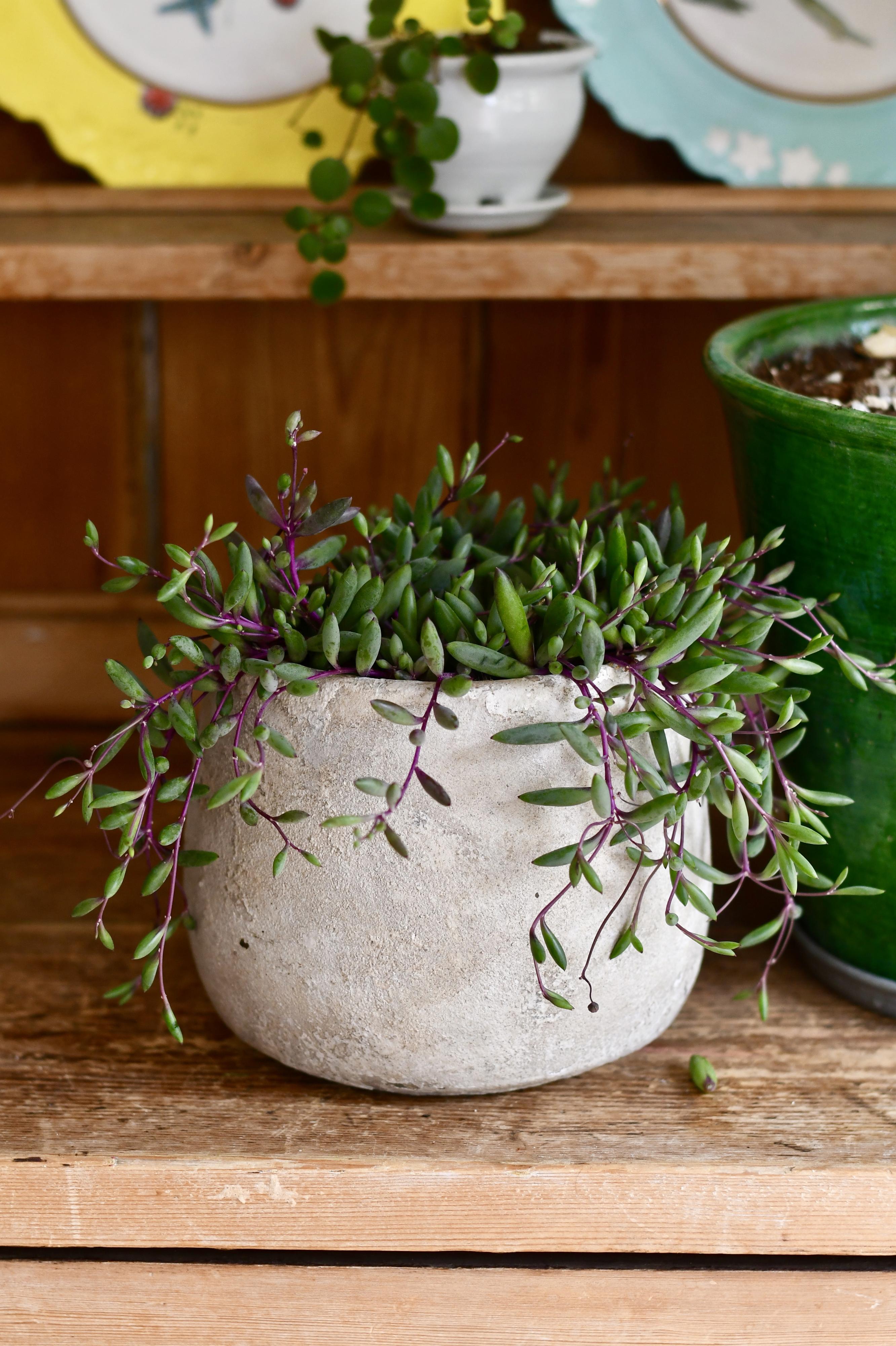 little pickles plant indoor Othonna Capensis | String of Rubies