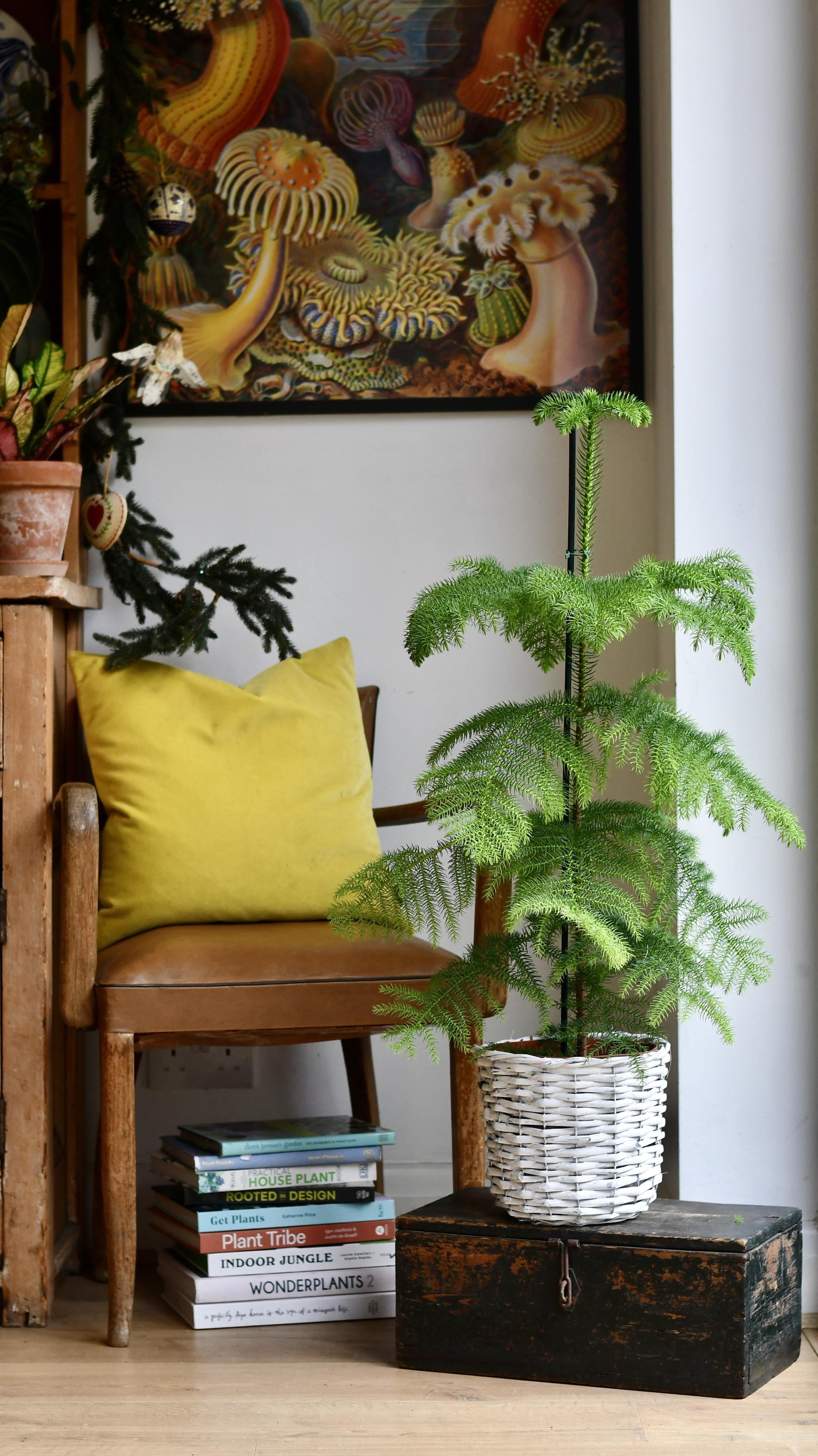 Norfolk Island Pine | Indoor Conifer & Eco-Friendly Christmas Tree