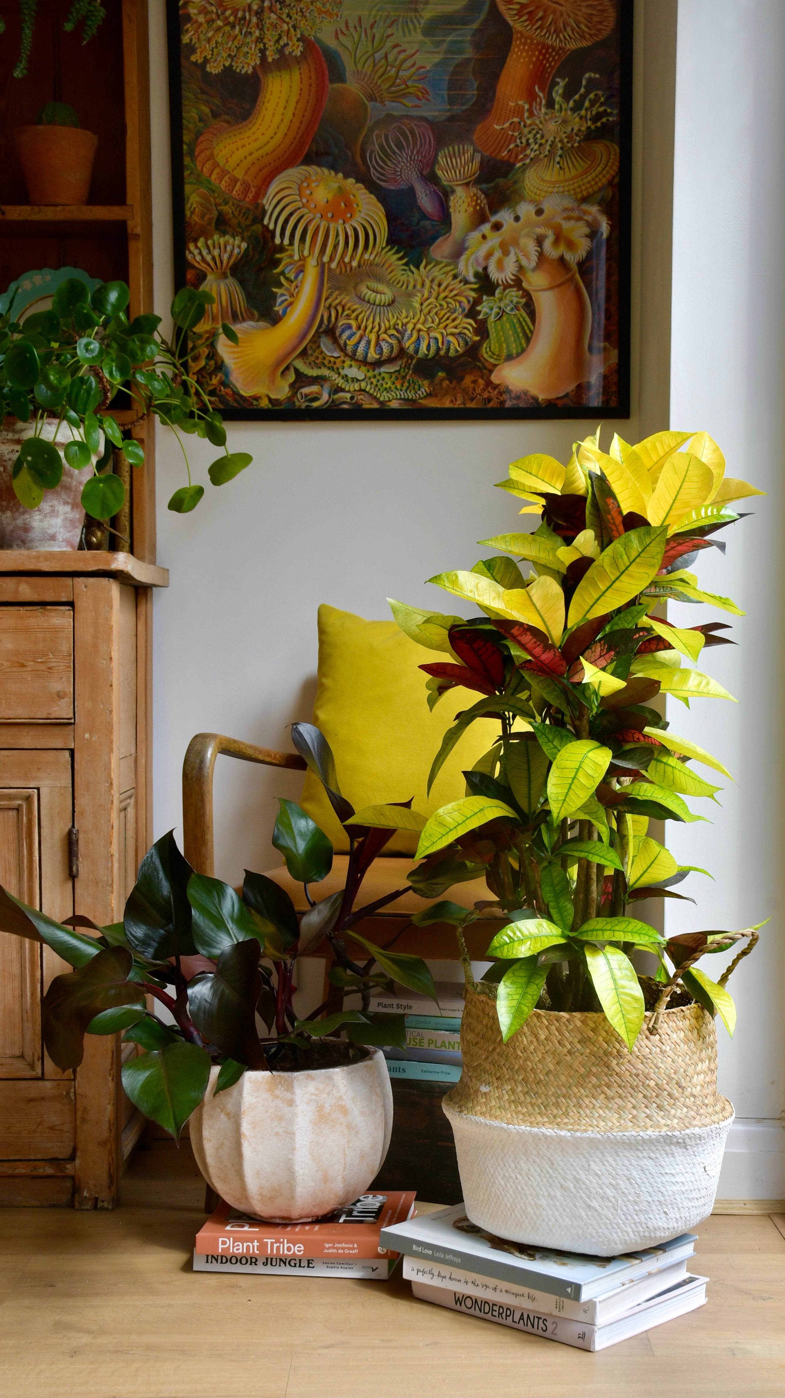 Codiaeum Variegatum 'Mrs Iceton’ Rare Plants Happy Houseplants