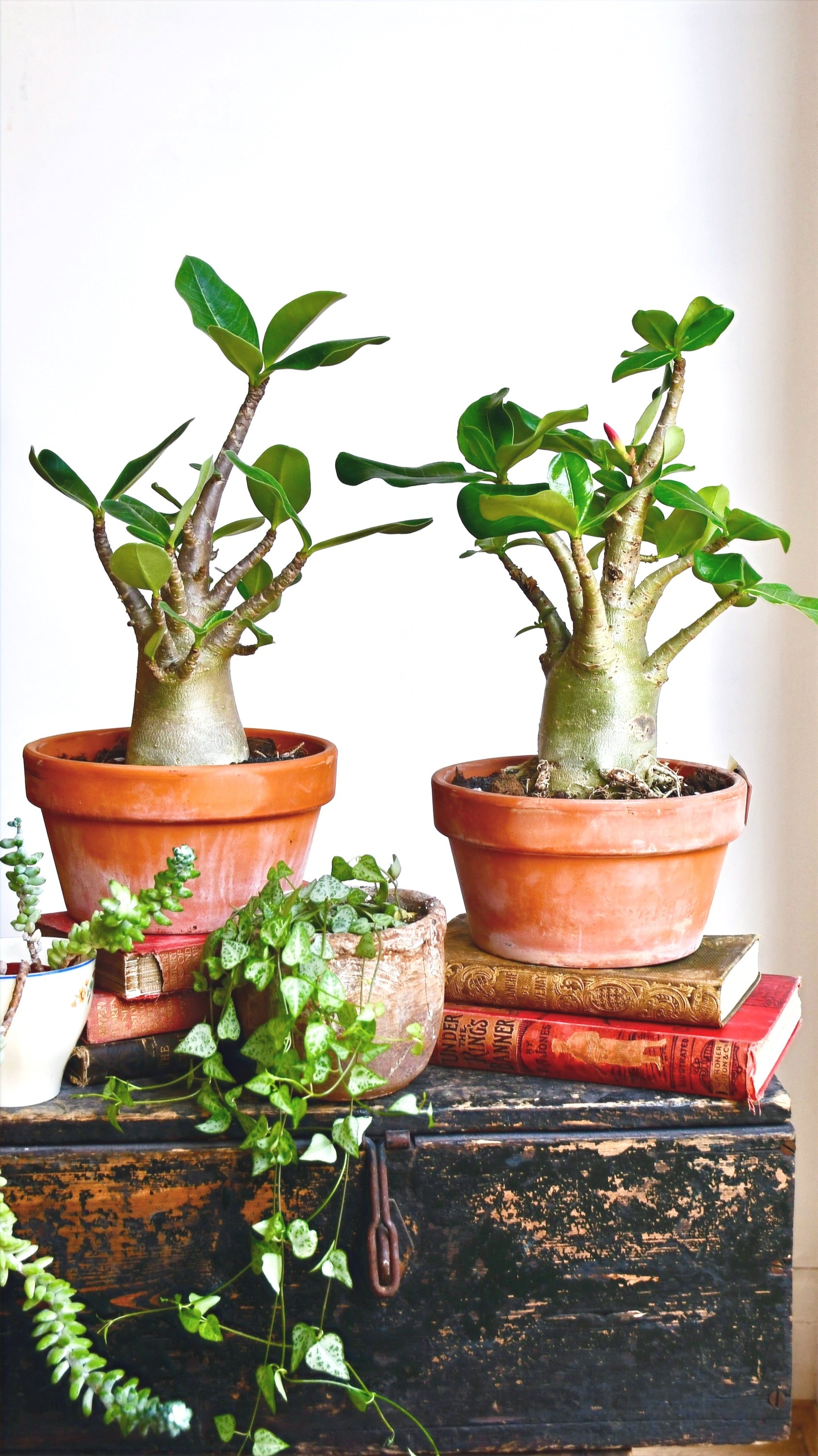 baobab succulent Large Adenium 'Baobab' | UK Delivery